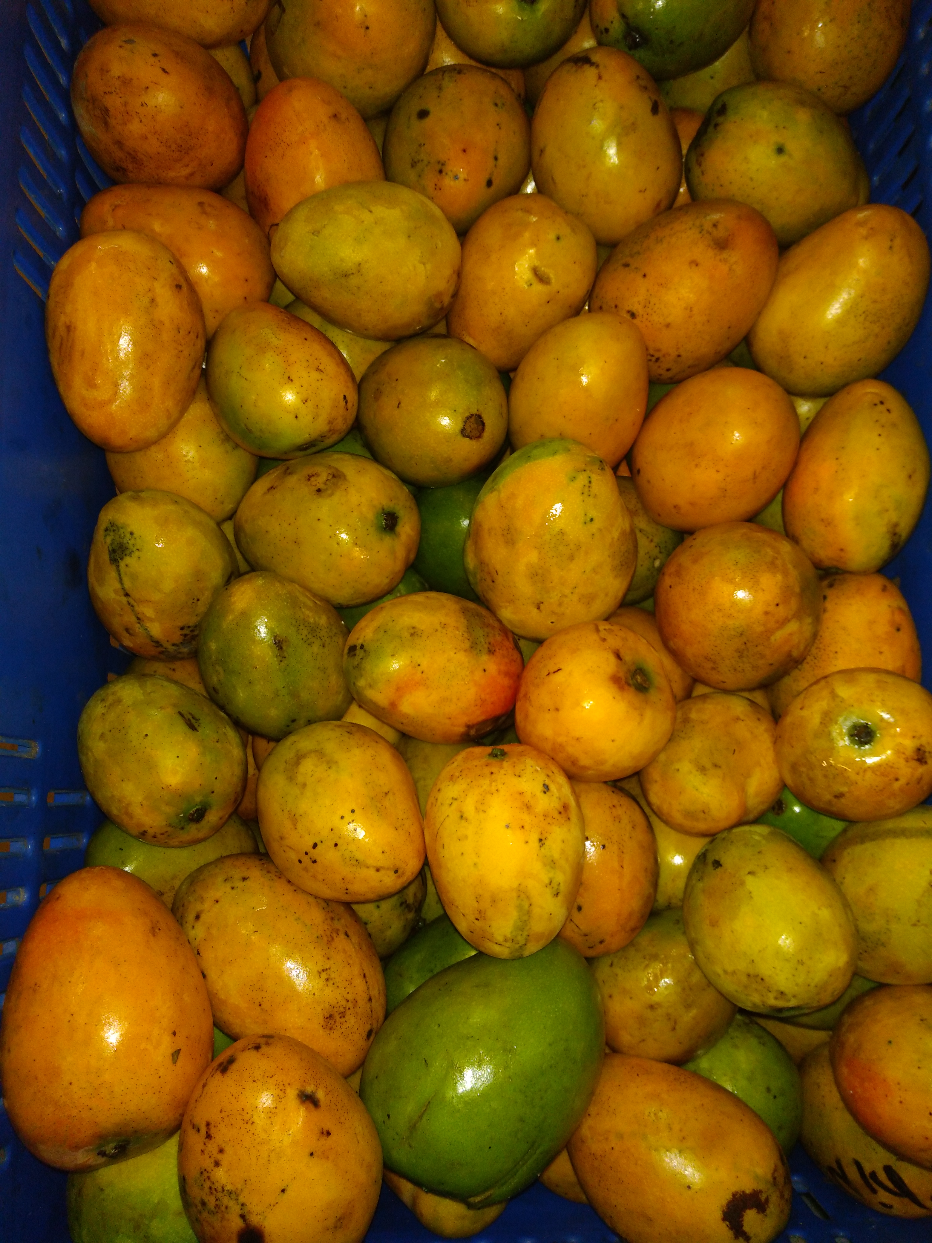 Mango criollo