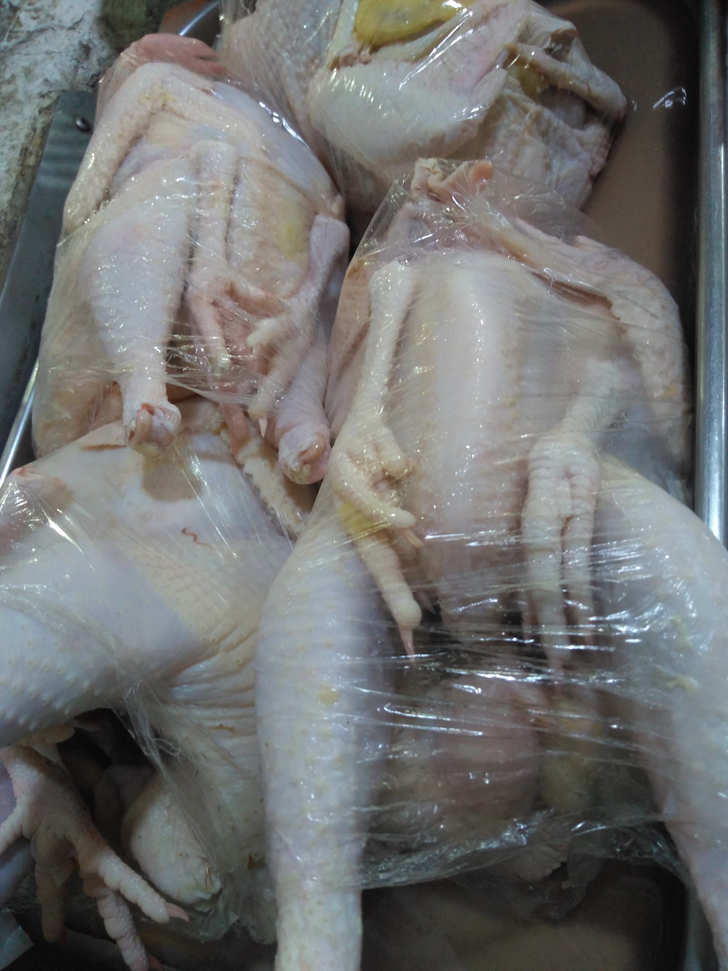 Gallina criolla
