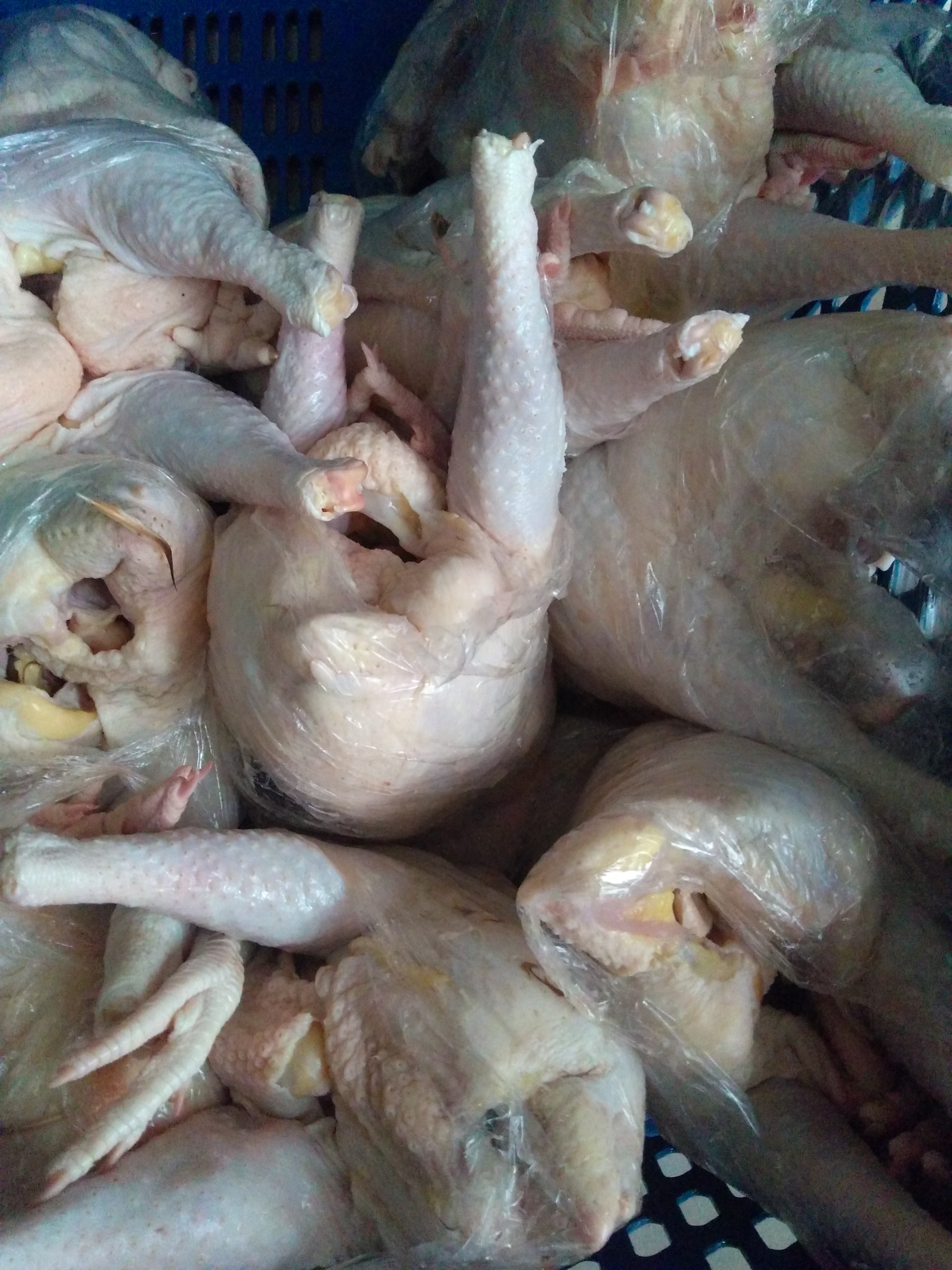 Gallina criolla
