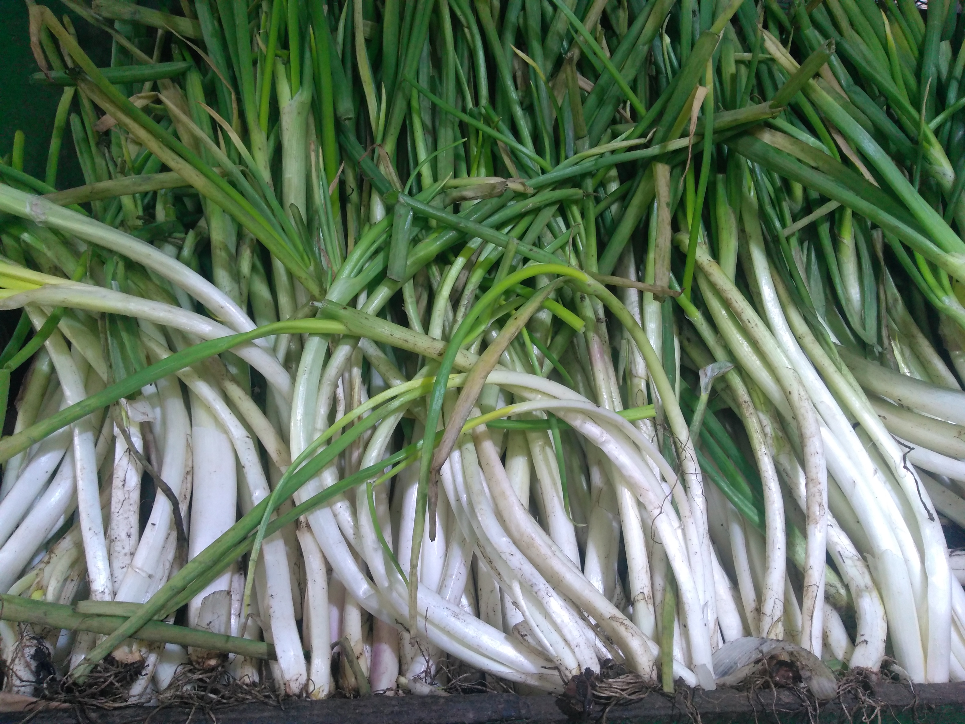 Cebollin