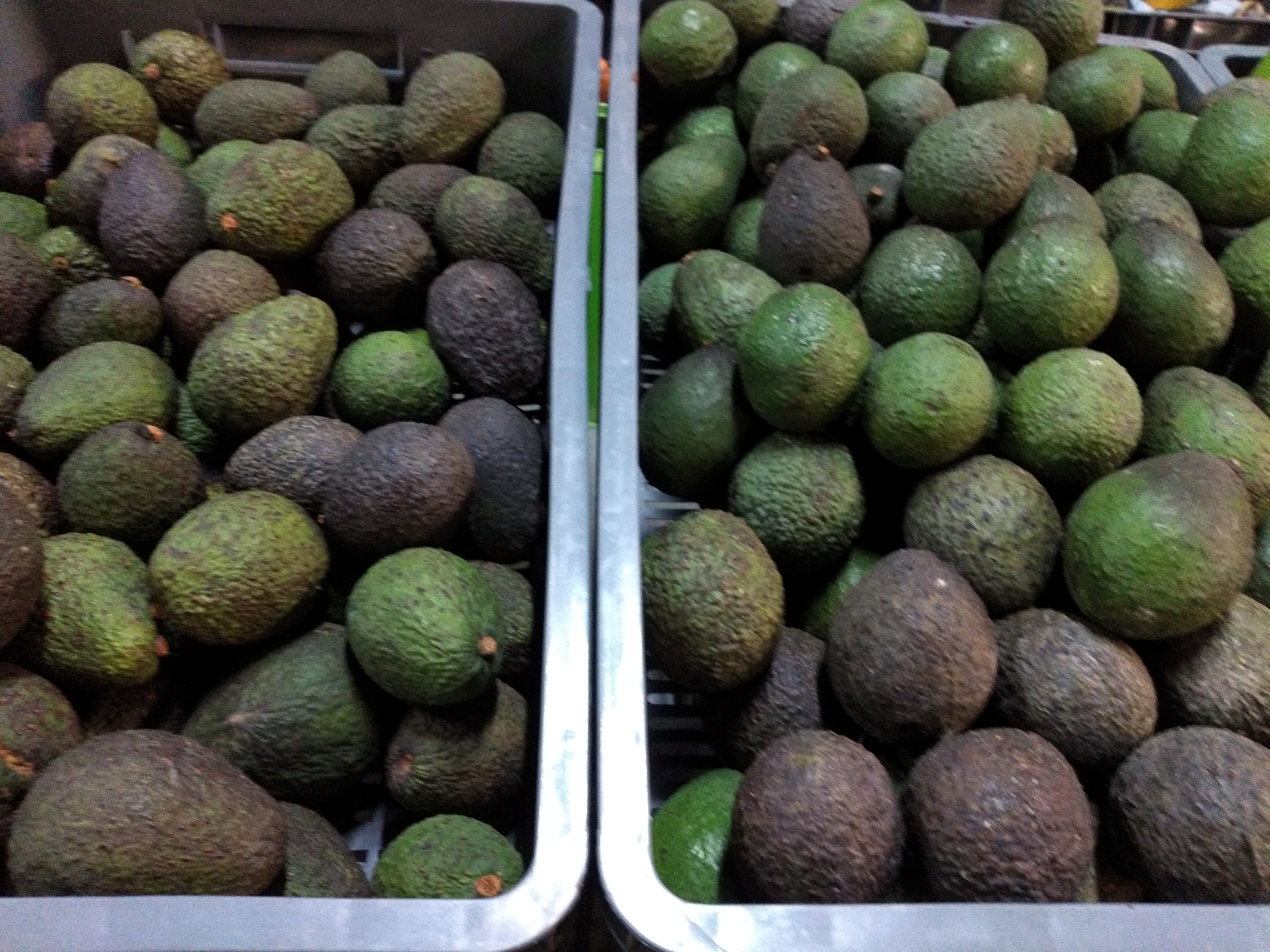 Aguacate Hass
