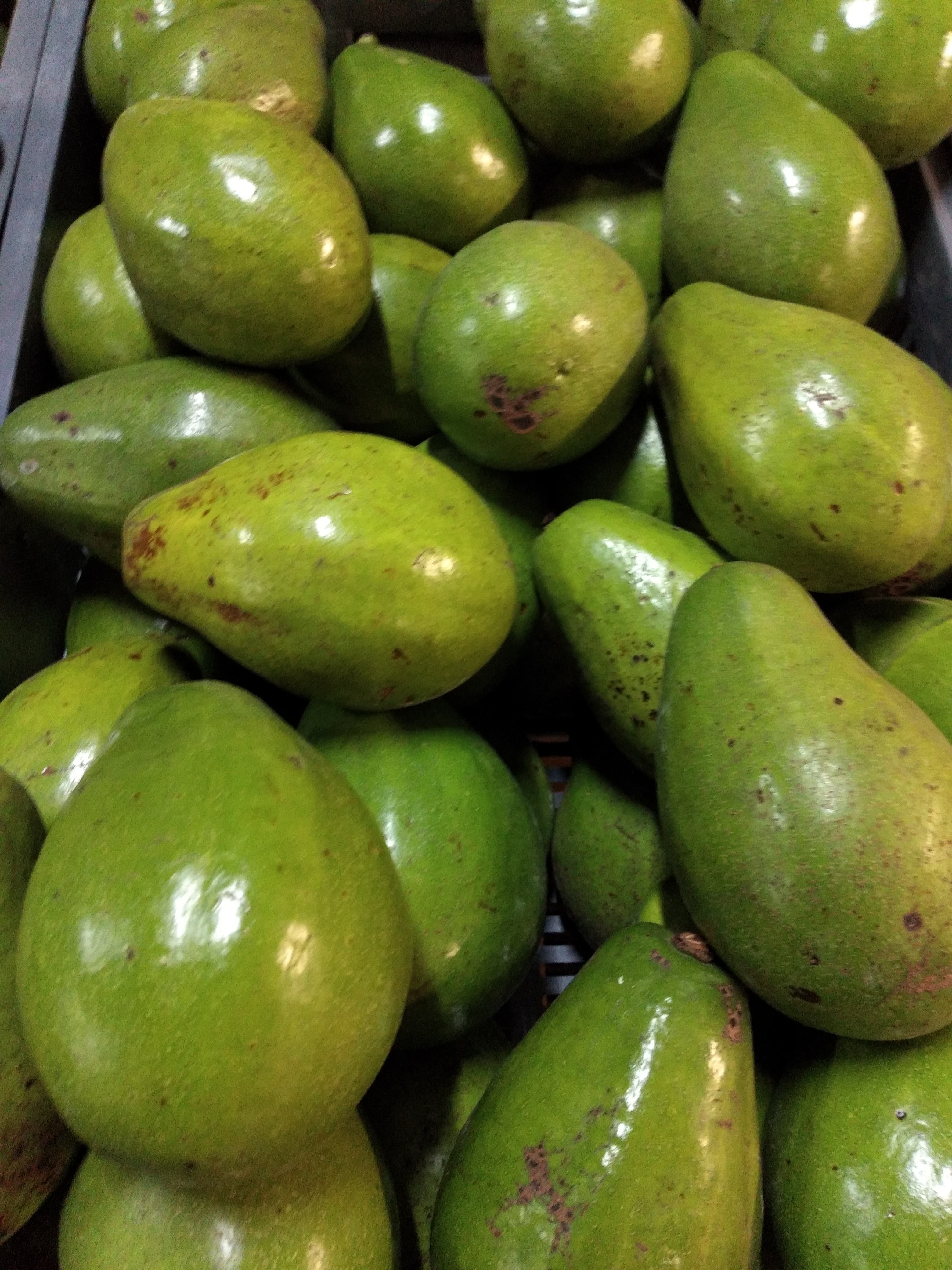 Aguacate papelillo