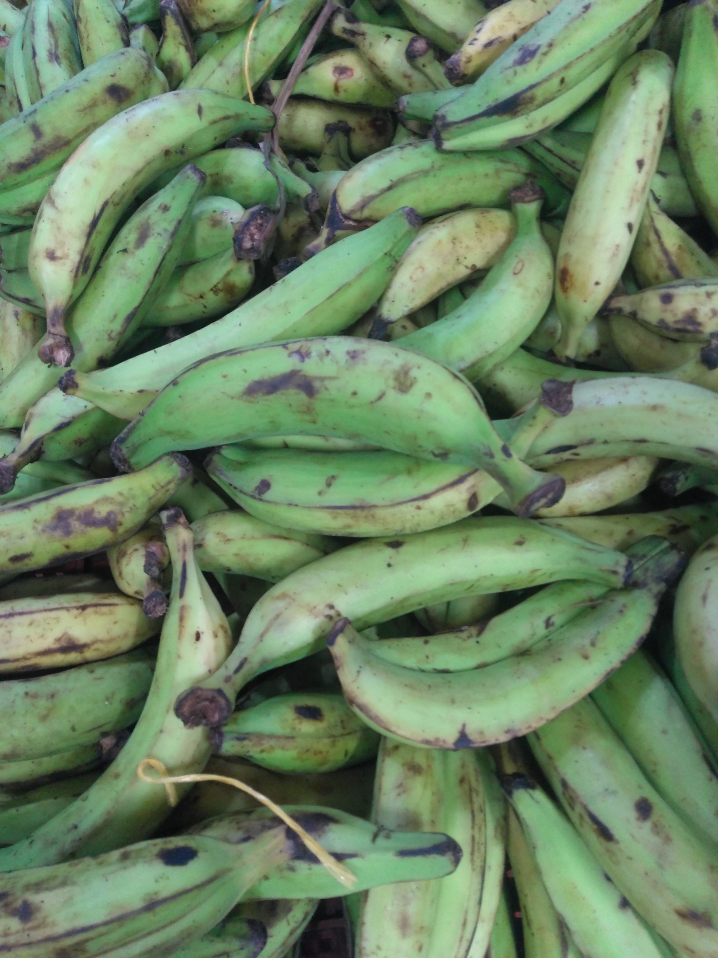Plátano verde