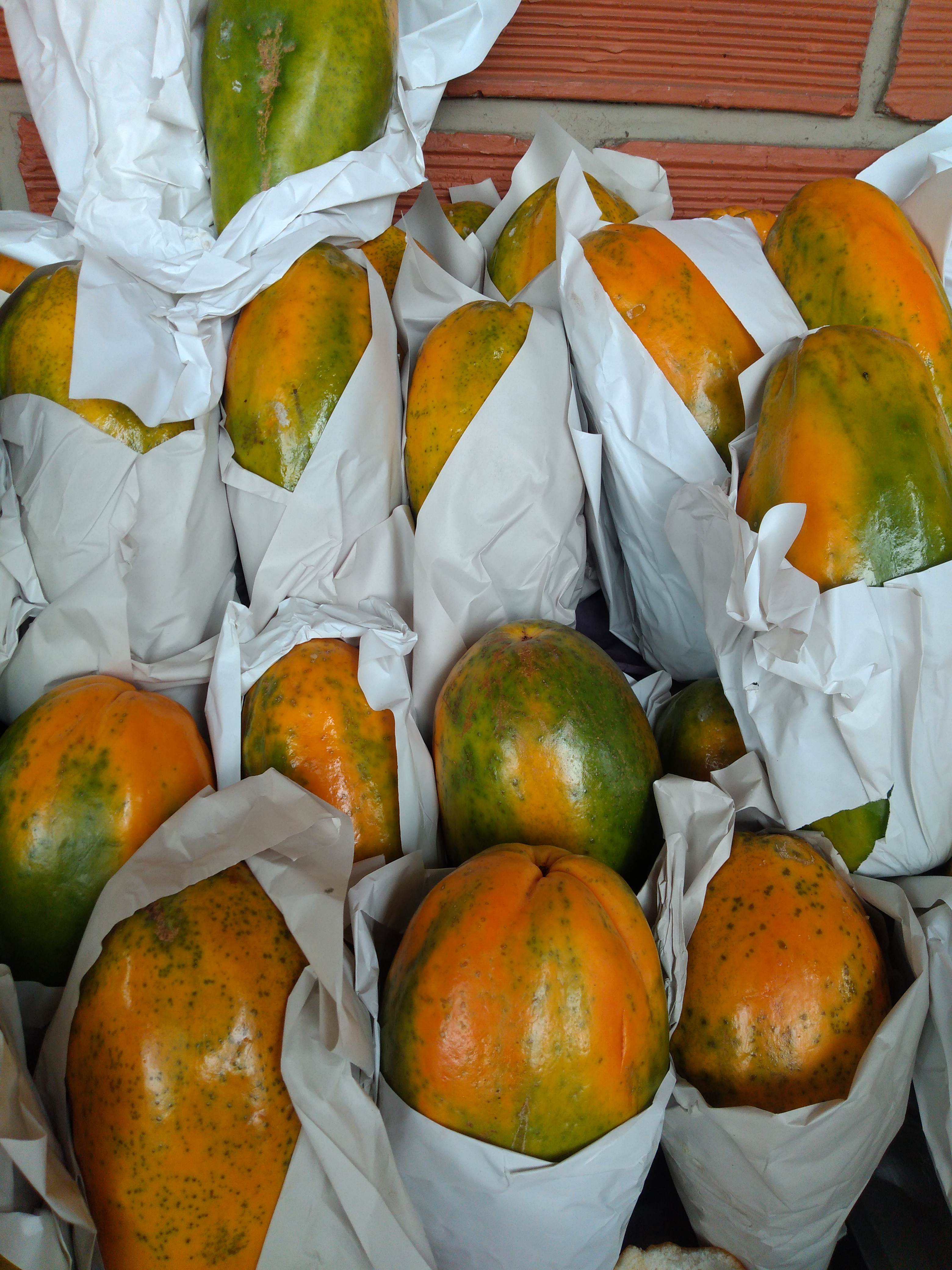 Papaya maradol