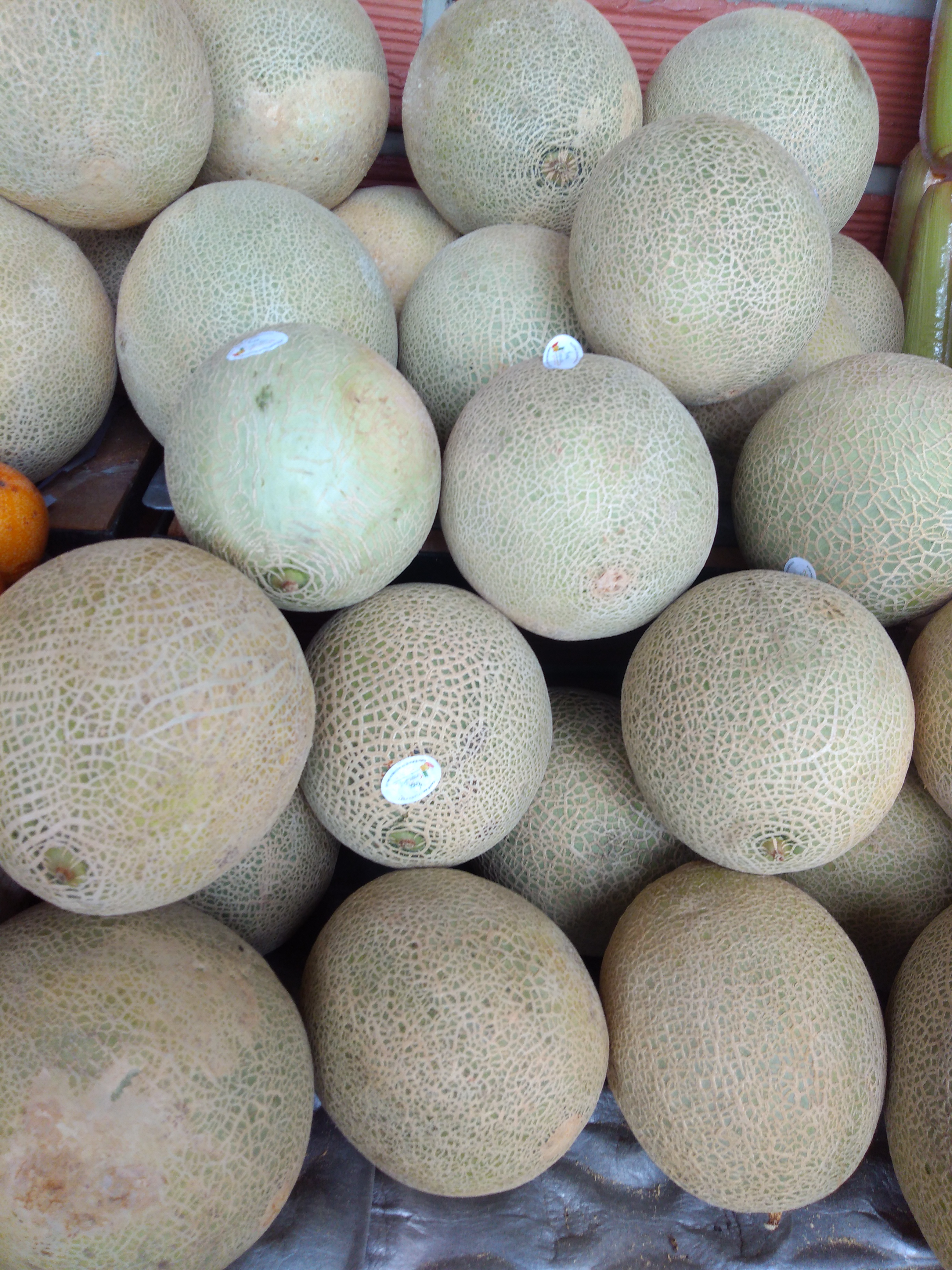 Melón