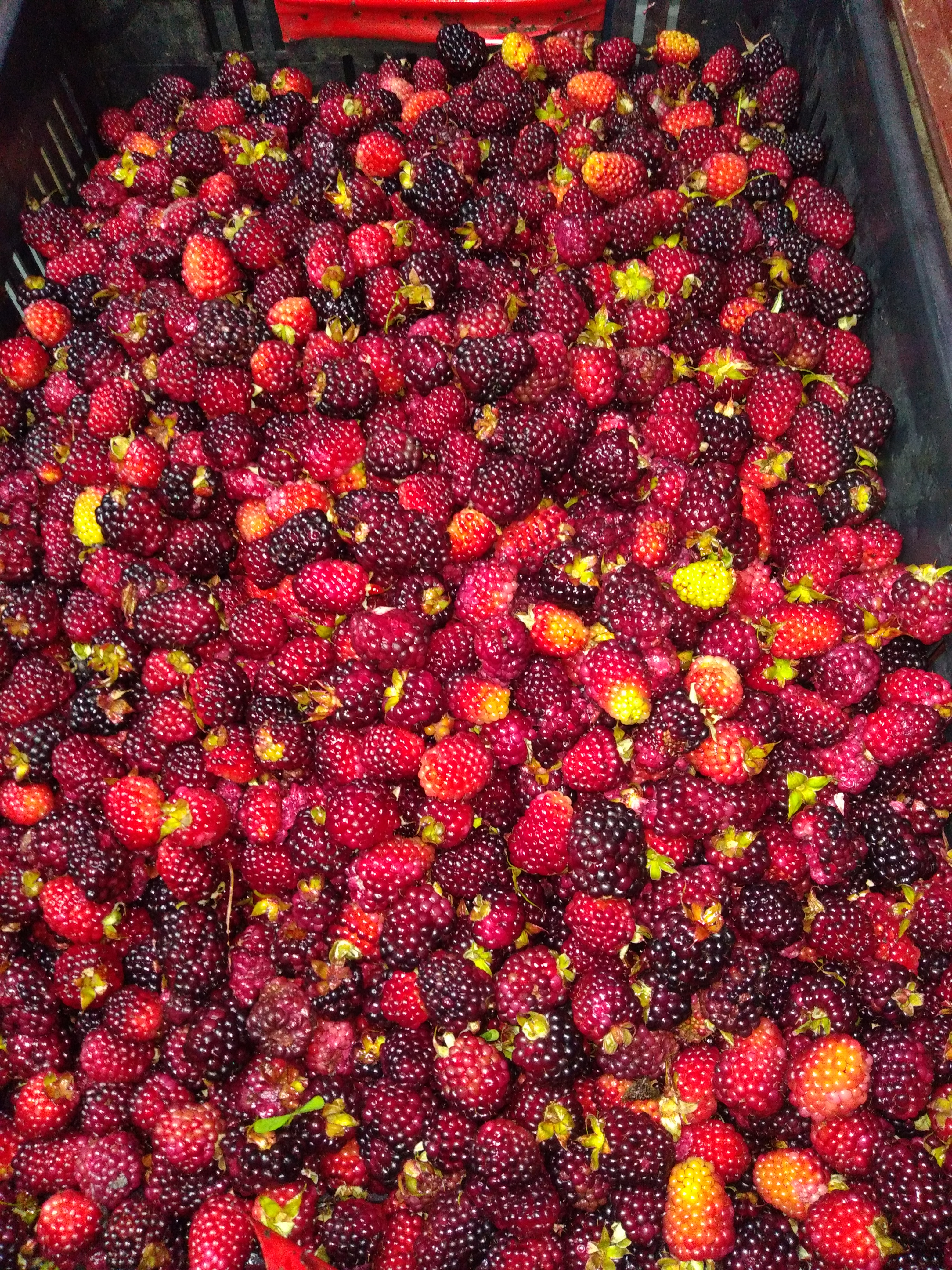 Moras del oriente