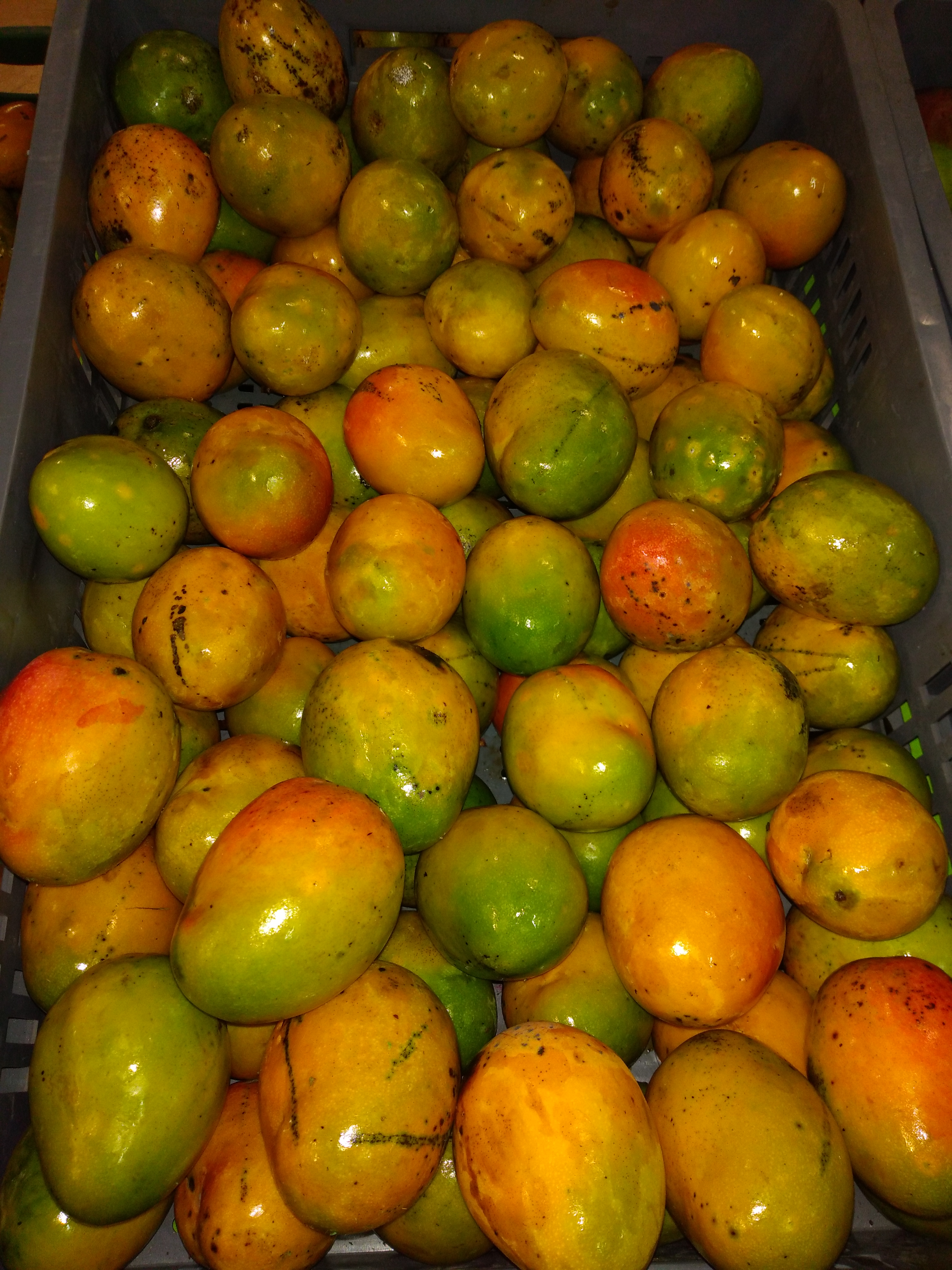 Mango criollo