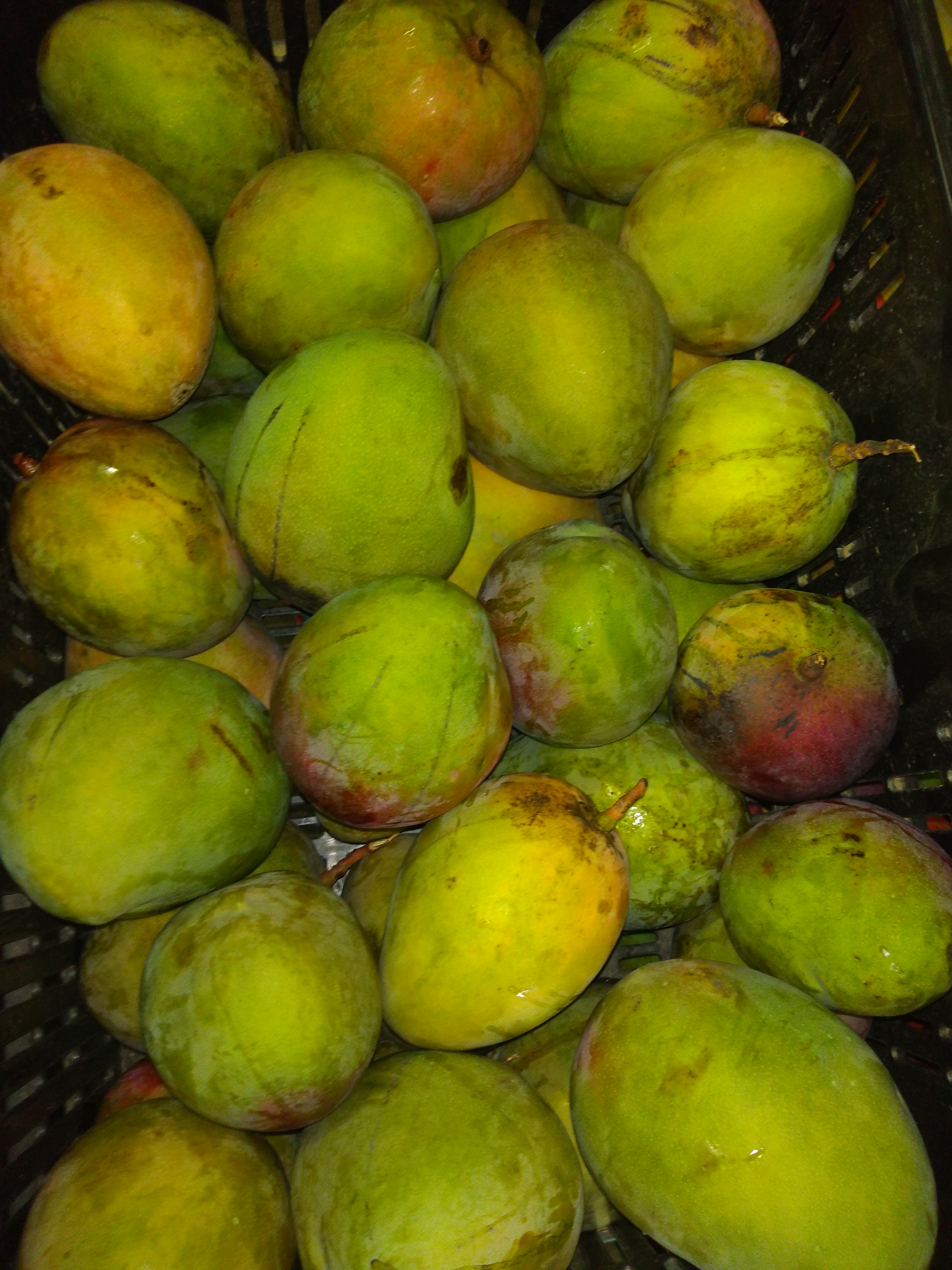 Mango especial