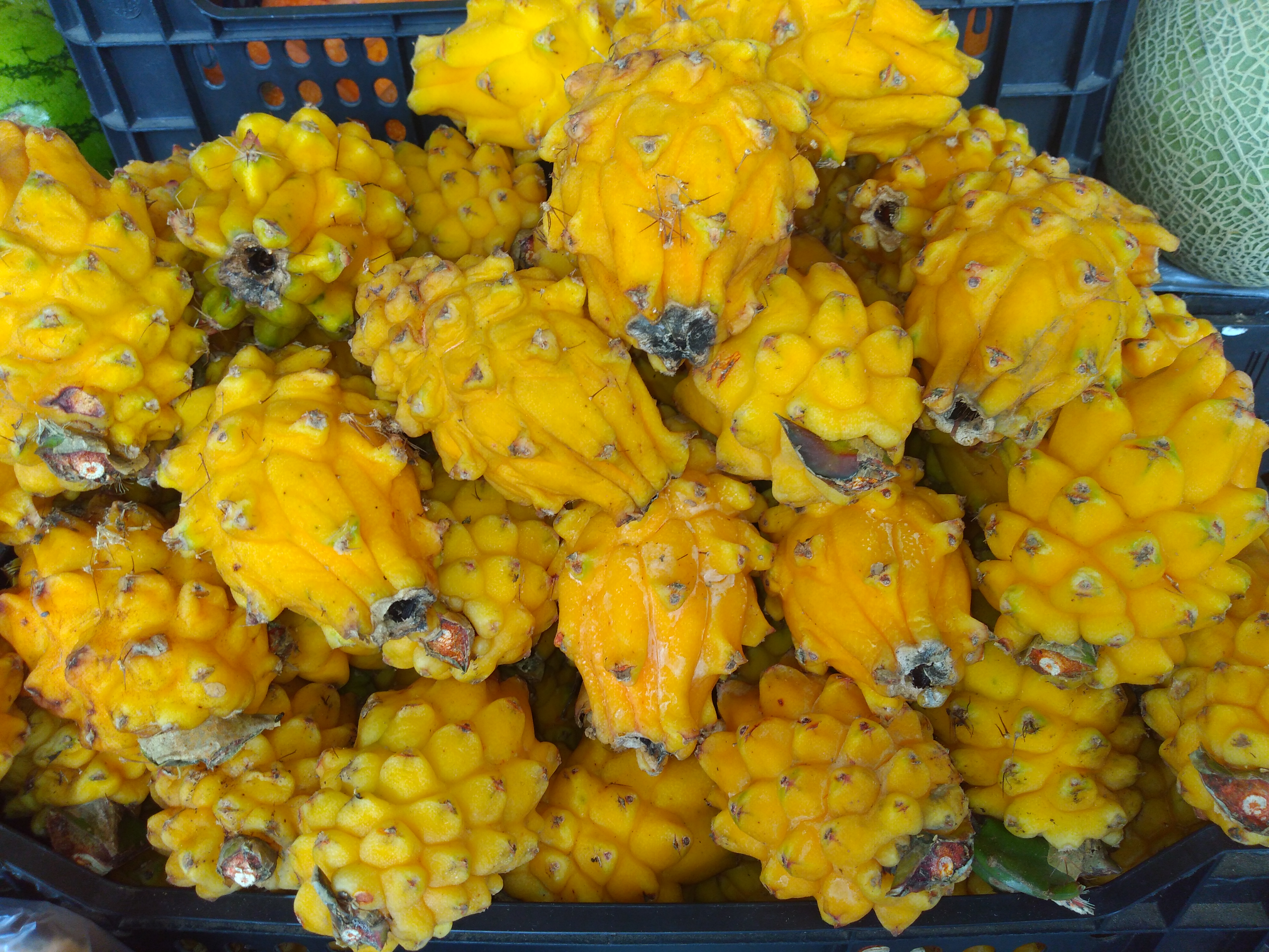 Pitaya
