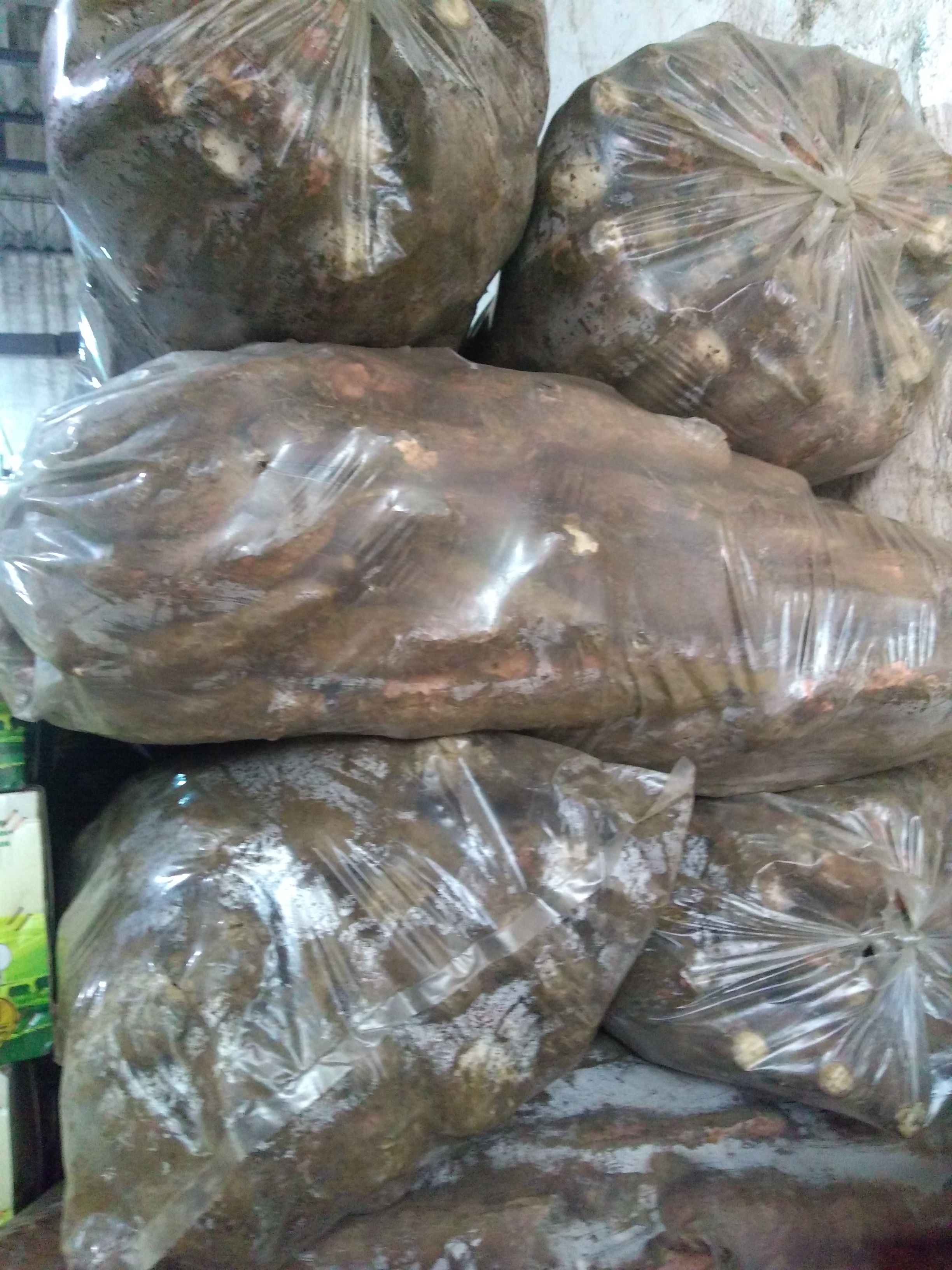 Yuca