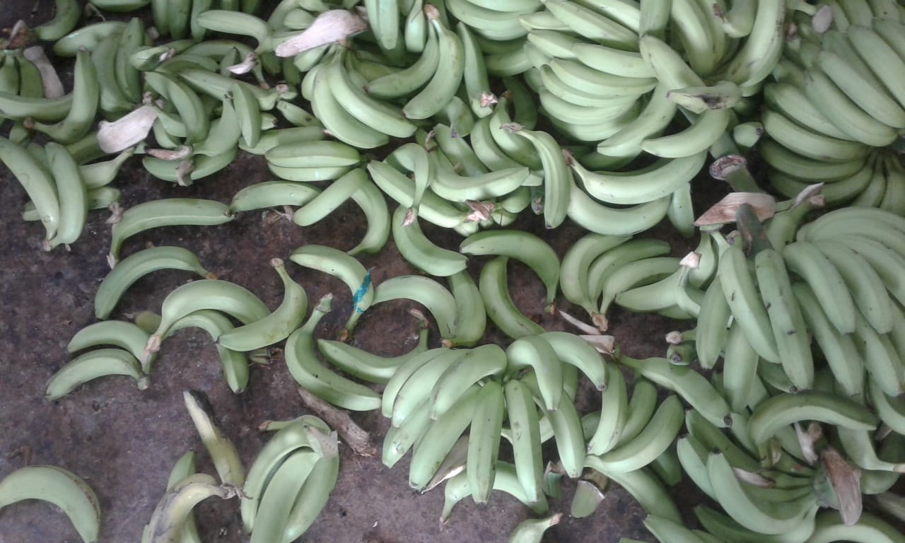 Banano