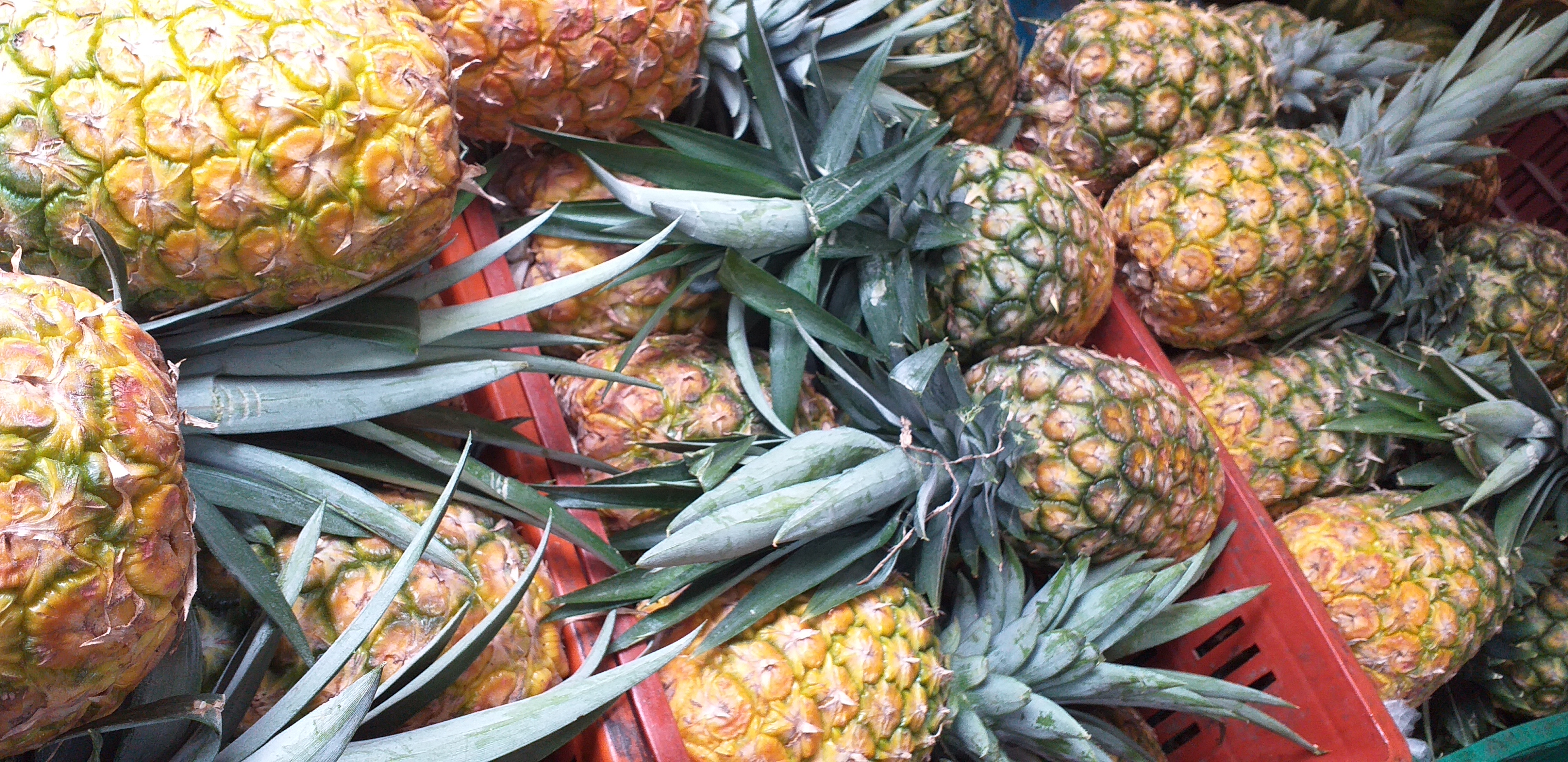 Piña oromiel