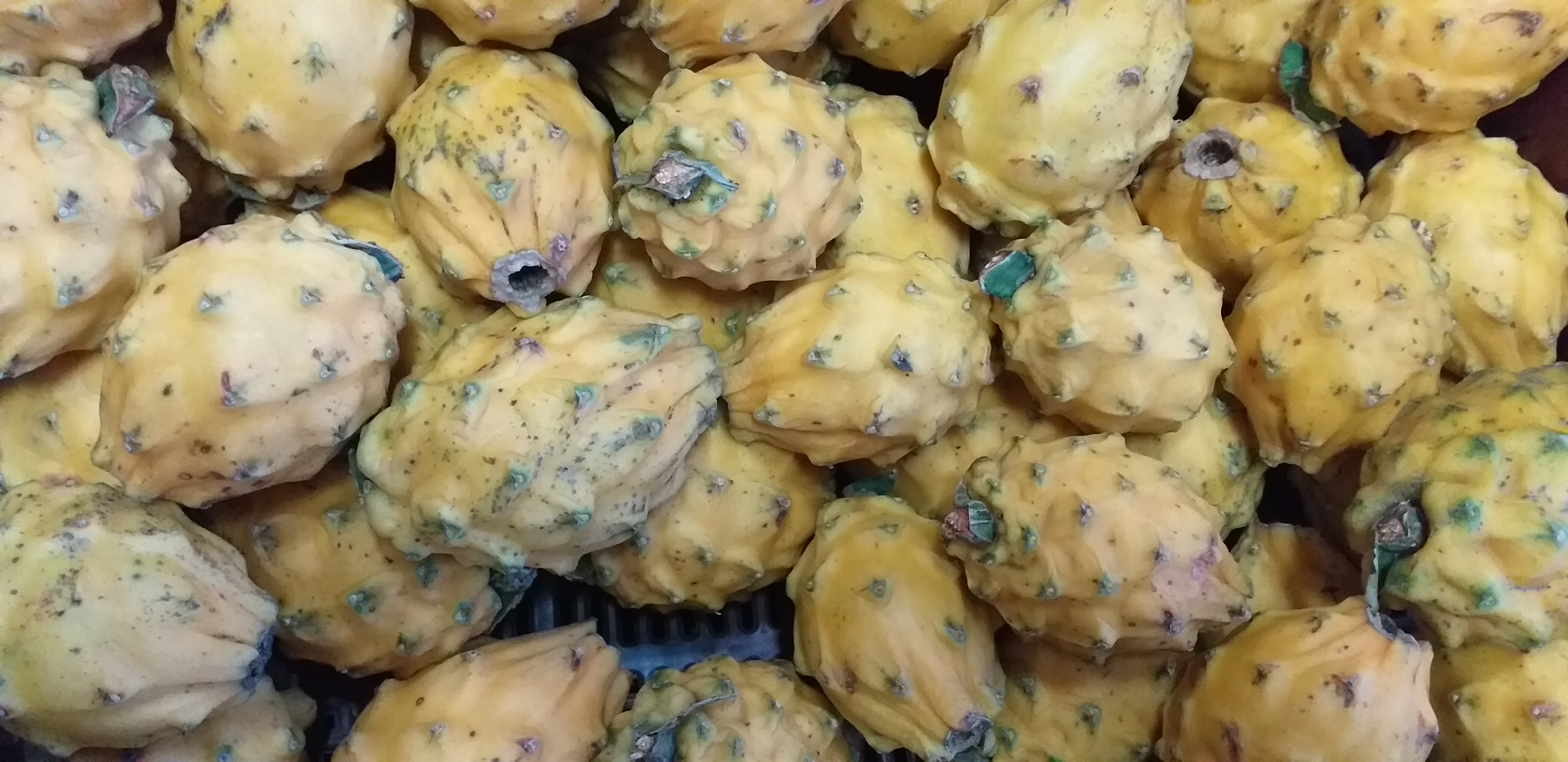 Pitahaya de primera