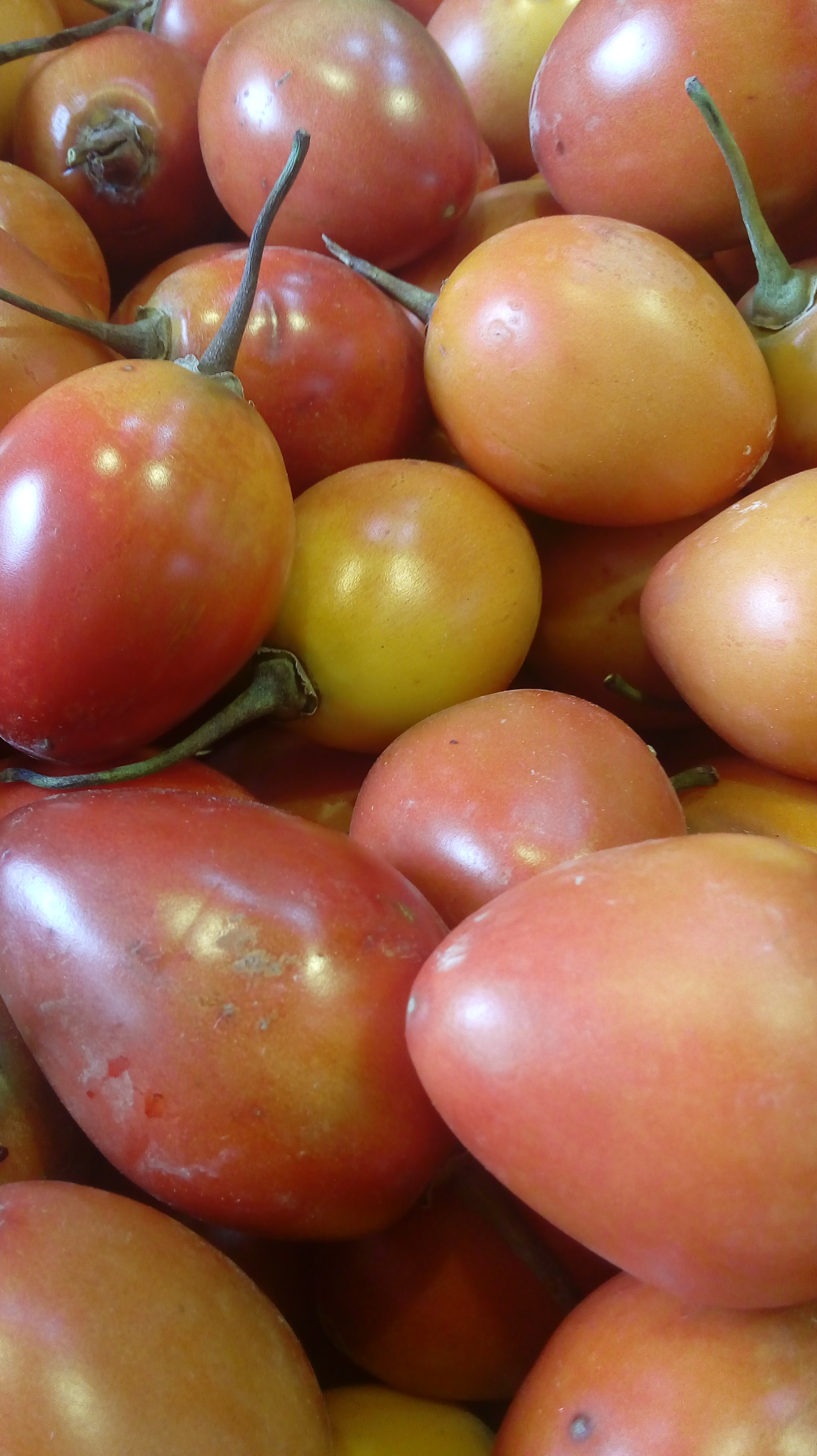 Tomate de arbol