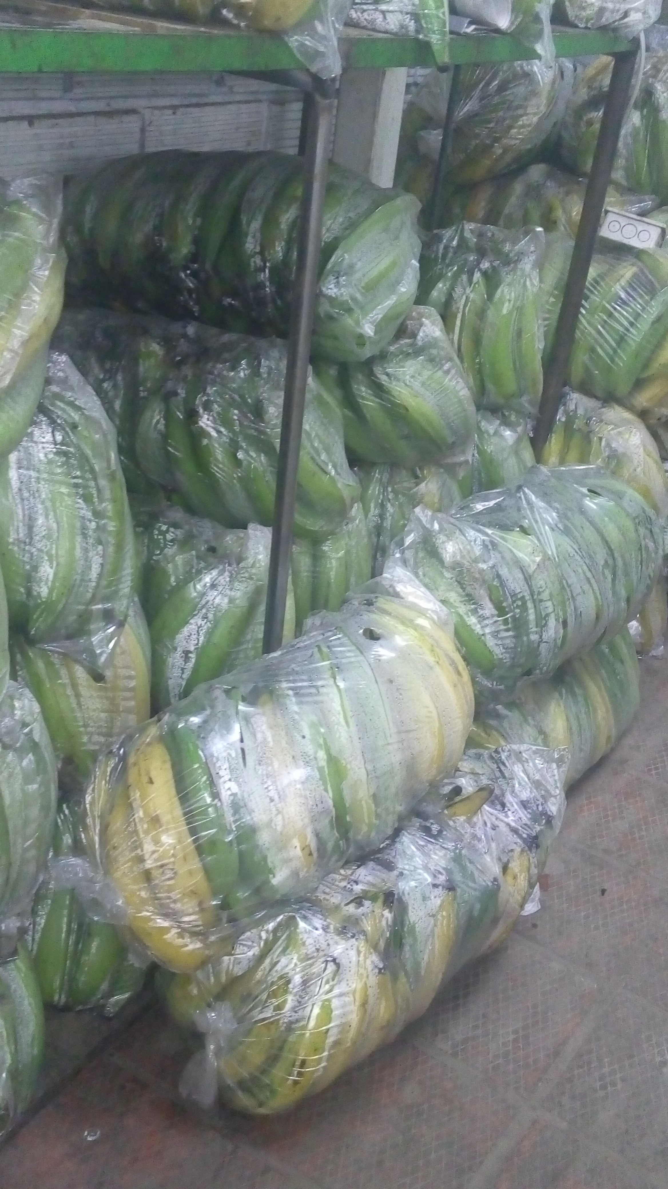 Platano