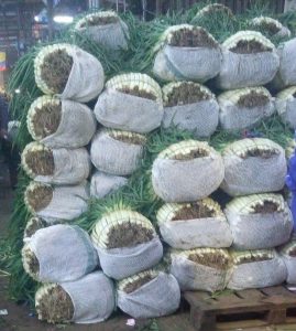 Cebollas Larga