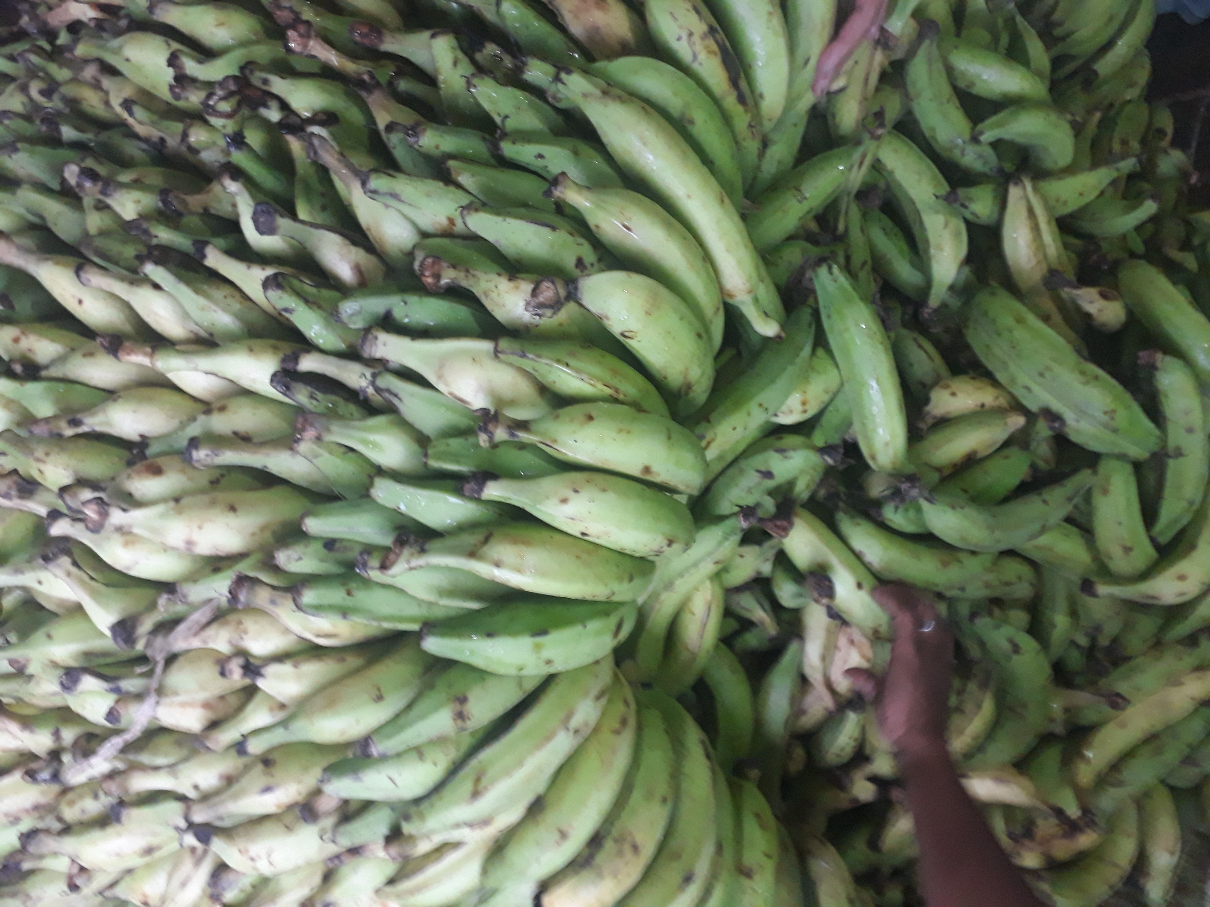 Platanos de 2da