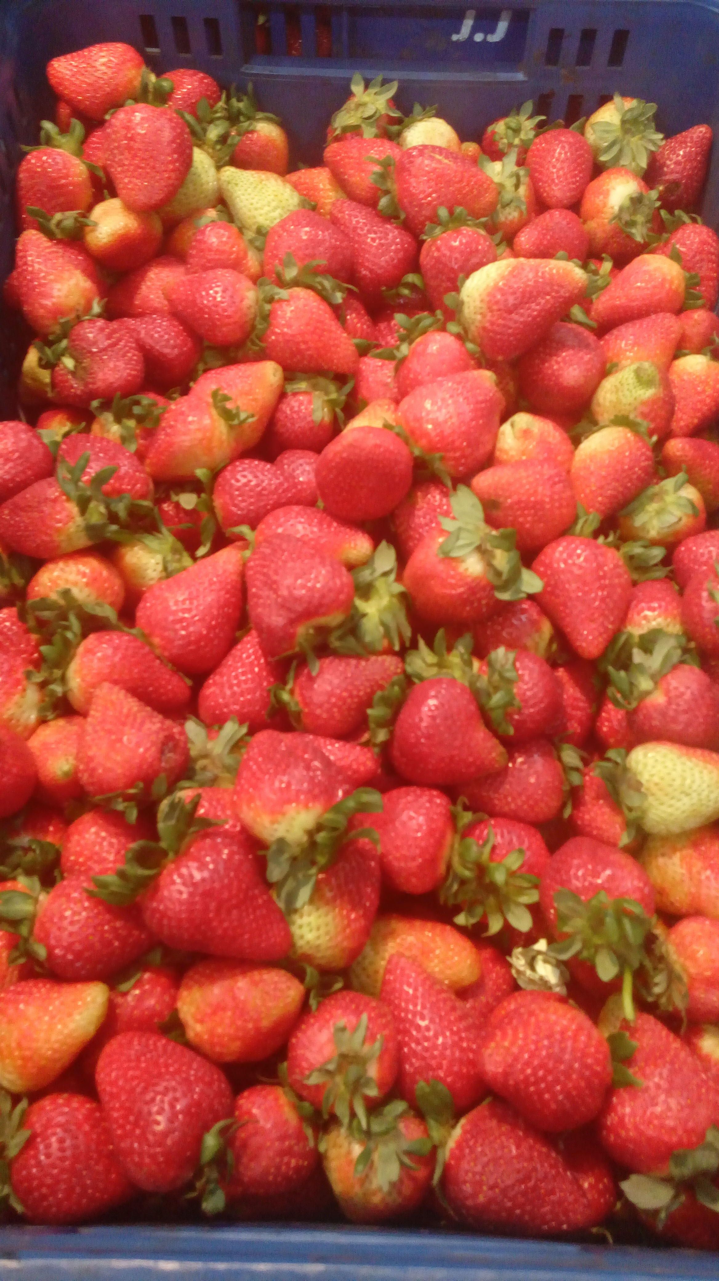 Fresas