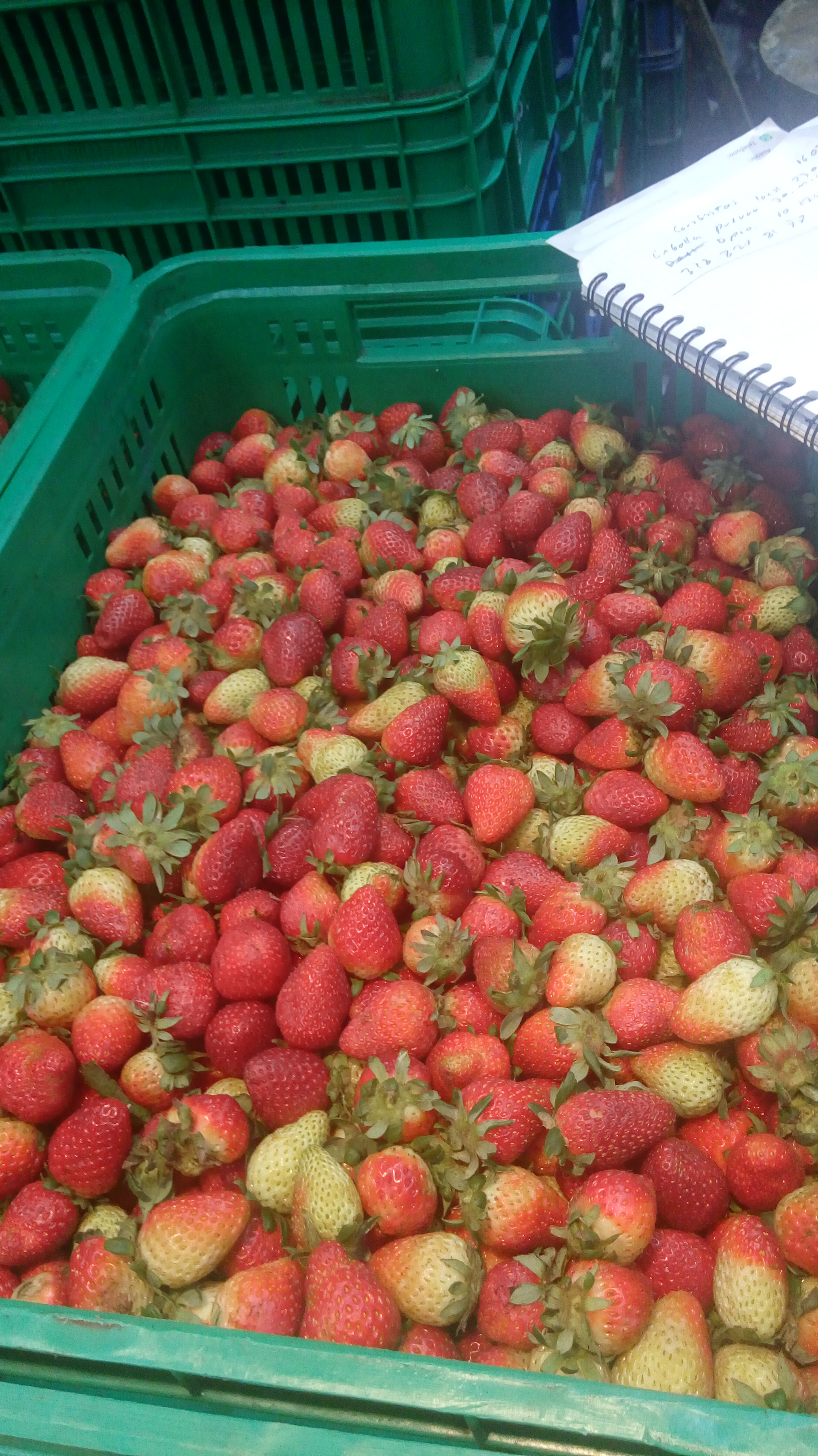 Fresas