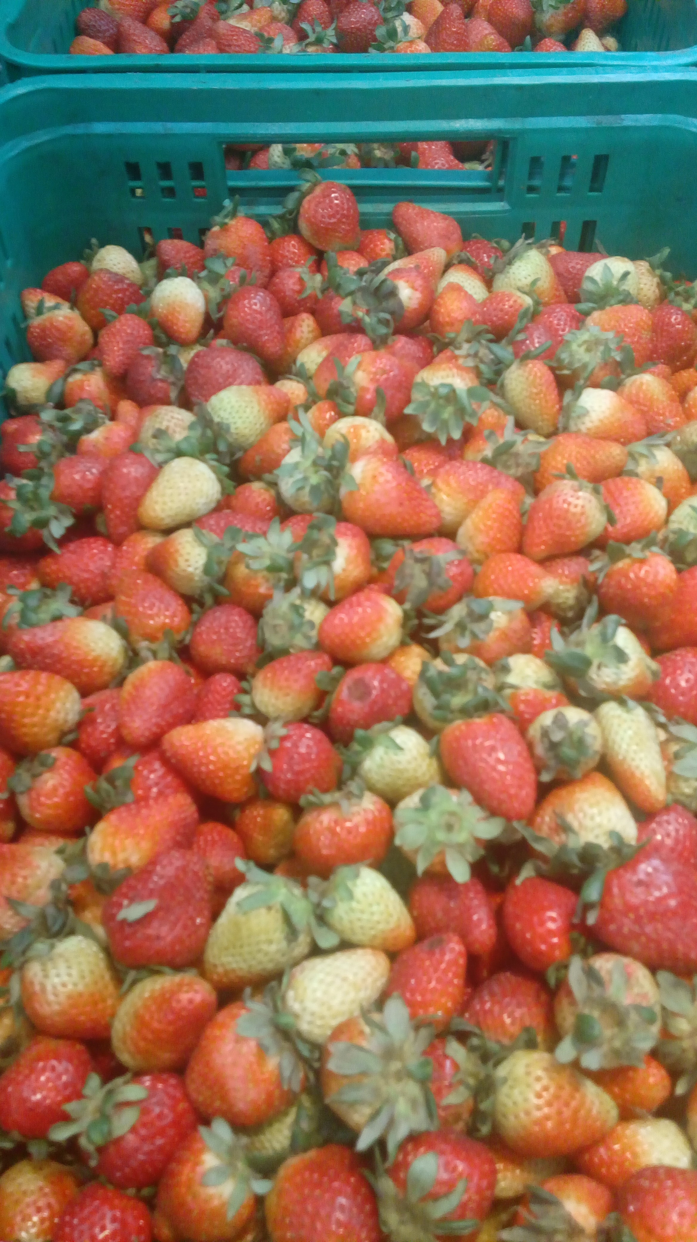 Fresas