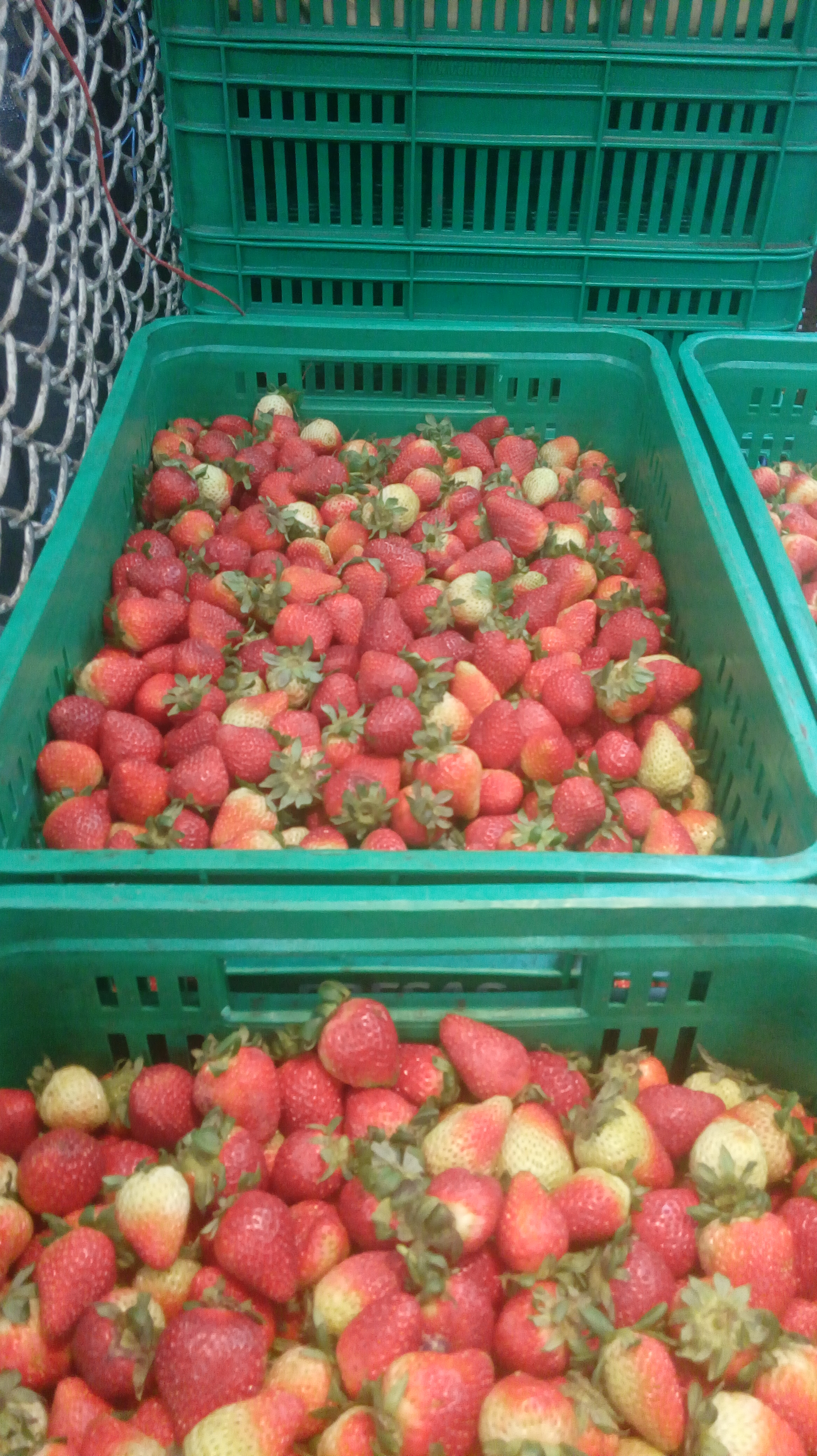 Fresas