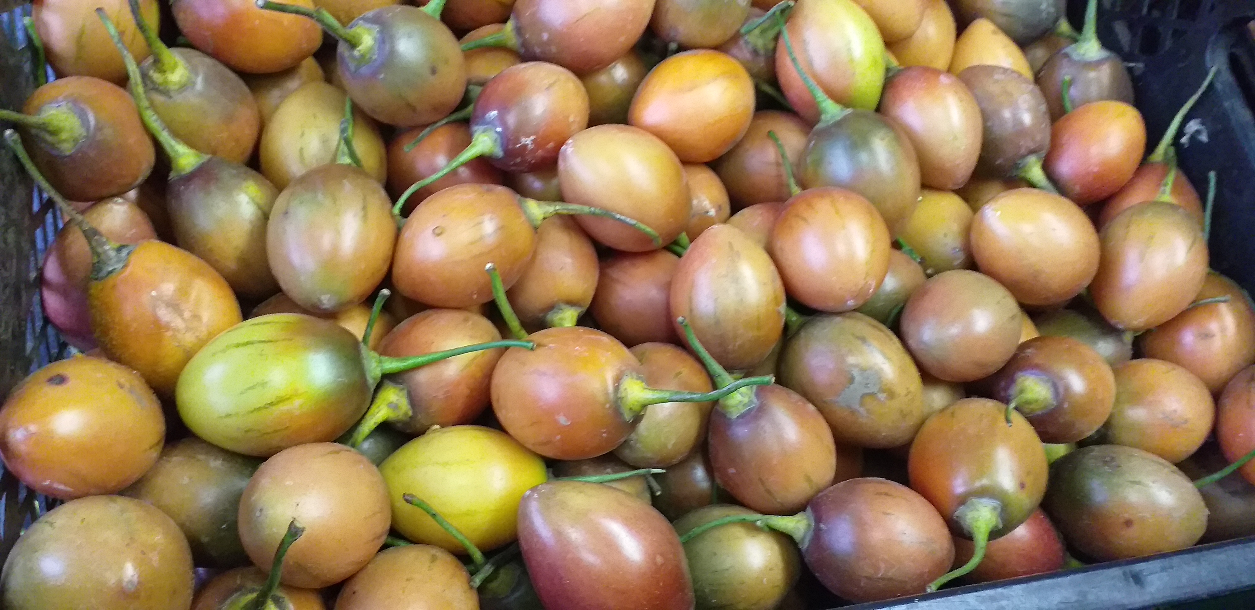 Tomate de arbol