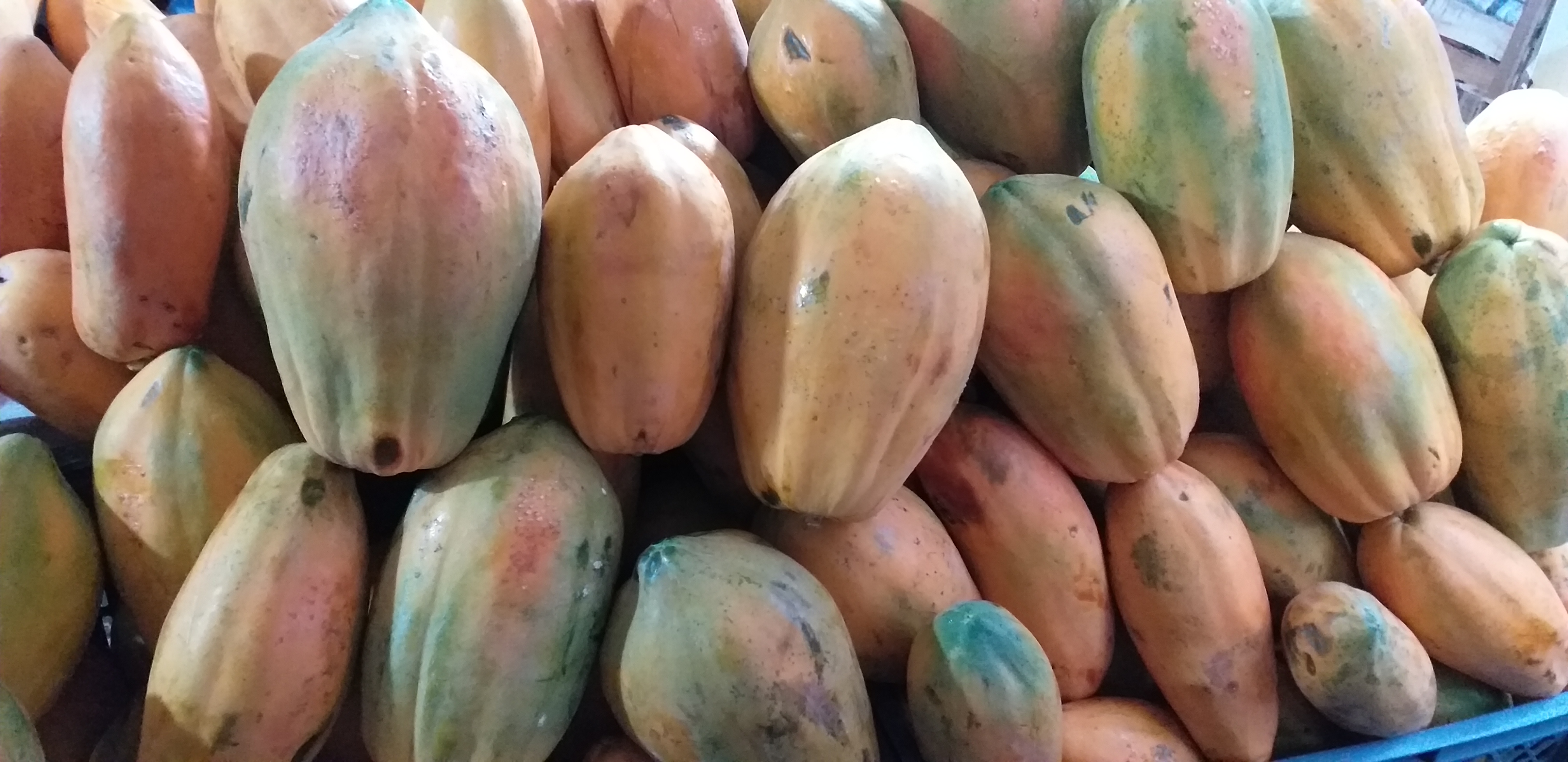 Papaya tainung