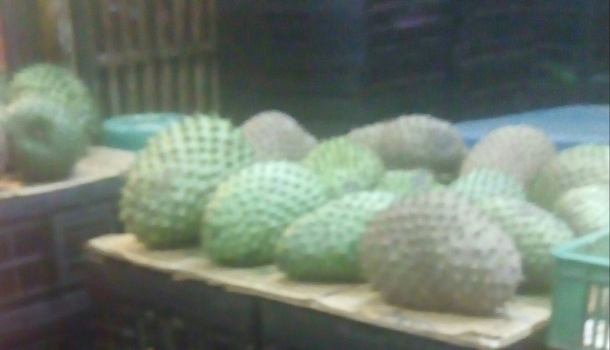 Guanabana