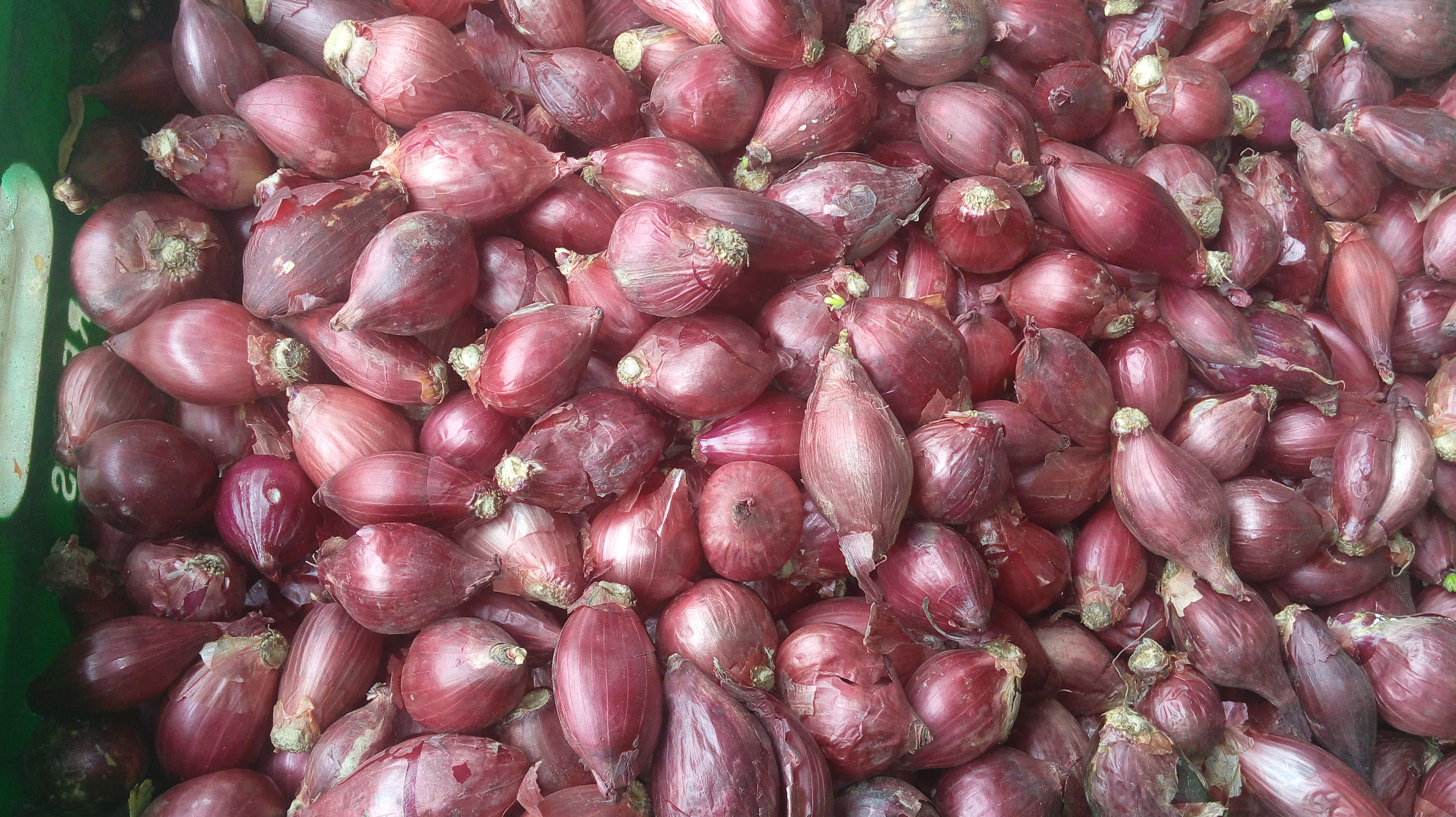 Cebolla ocañera grande