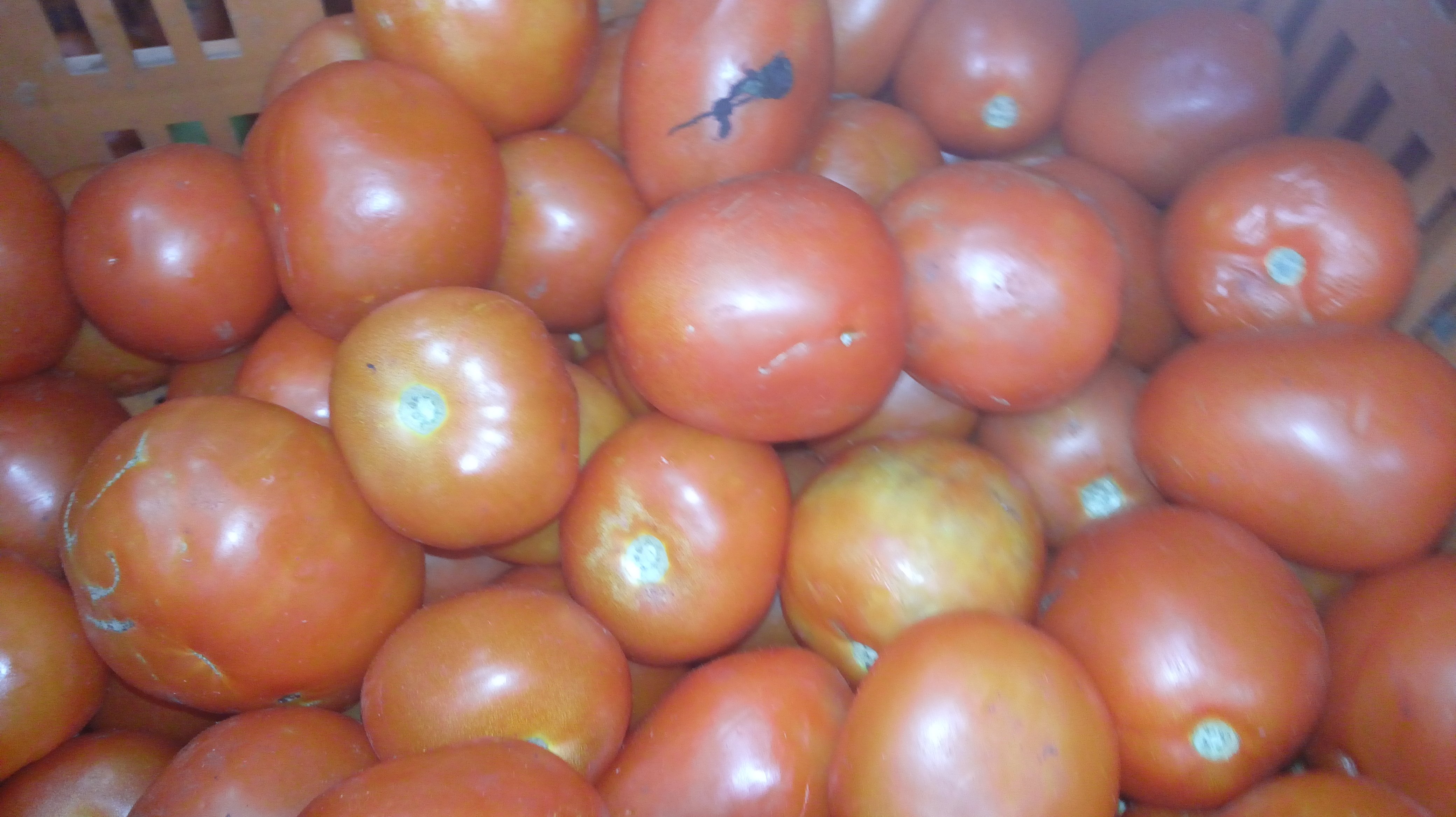 Tomate chonto de 3ra