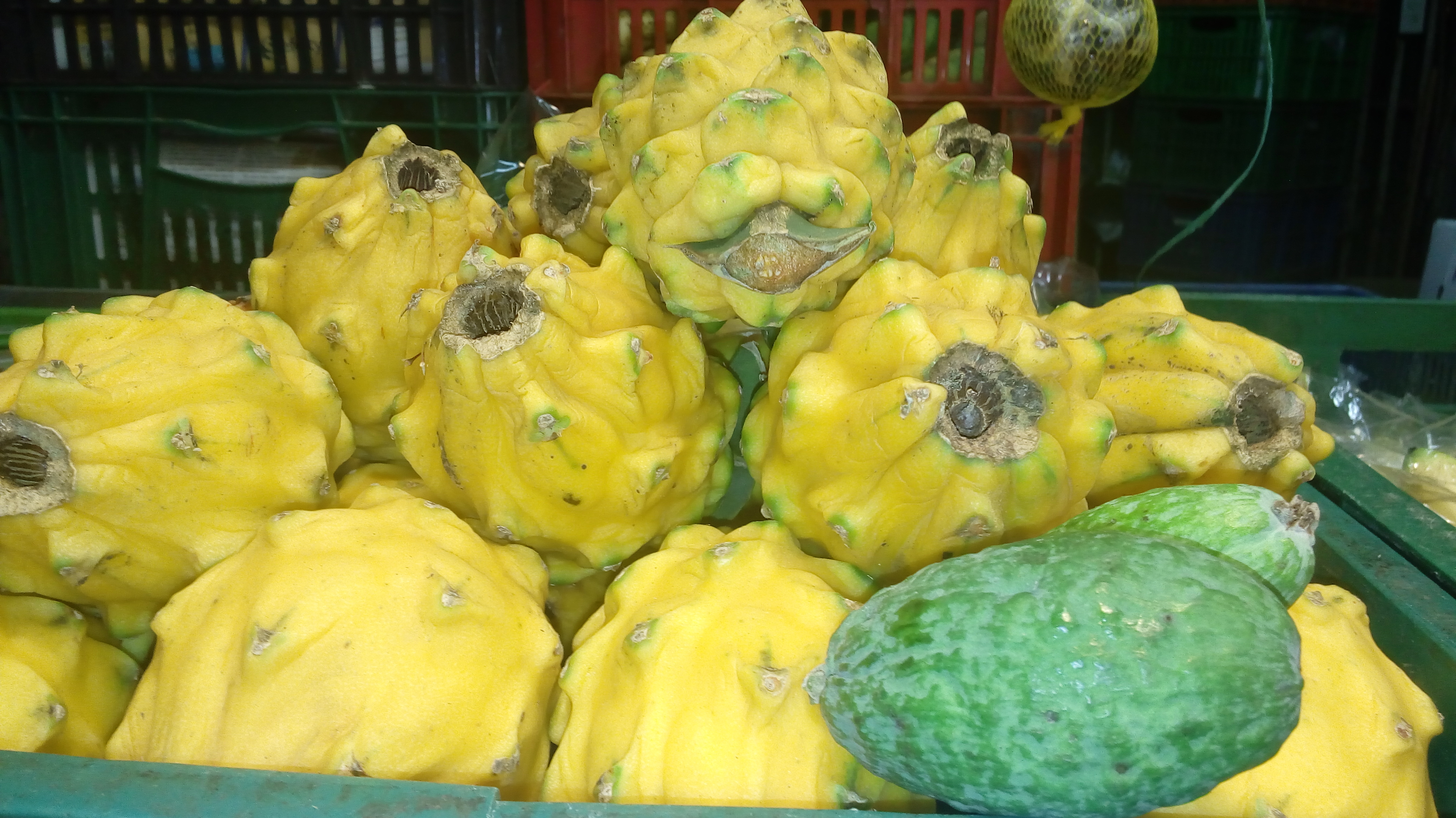 Pitaya