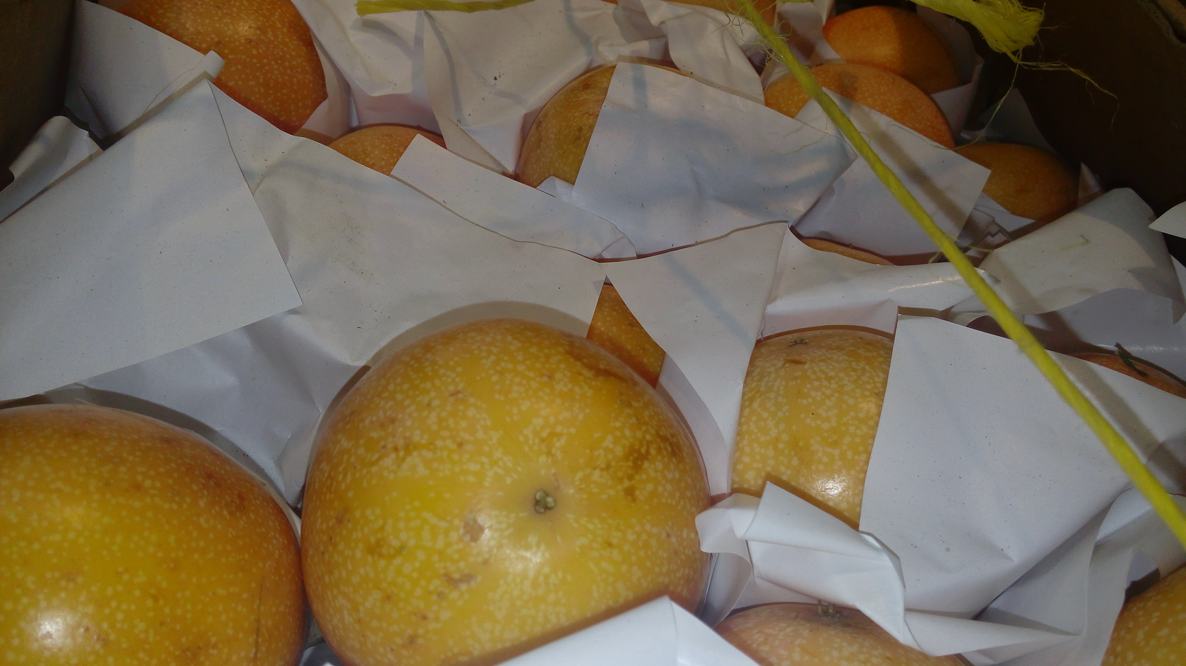Granadilla
