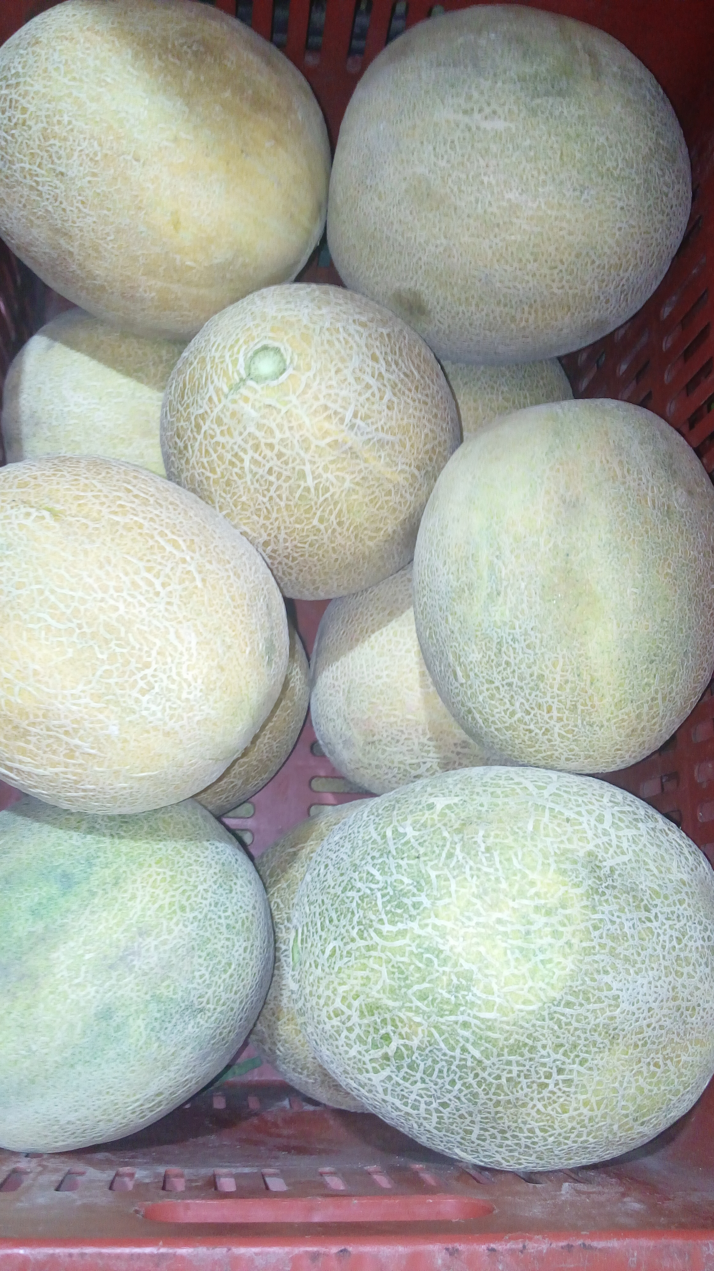 Melón