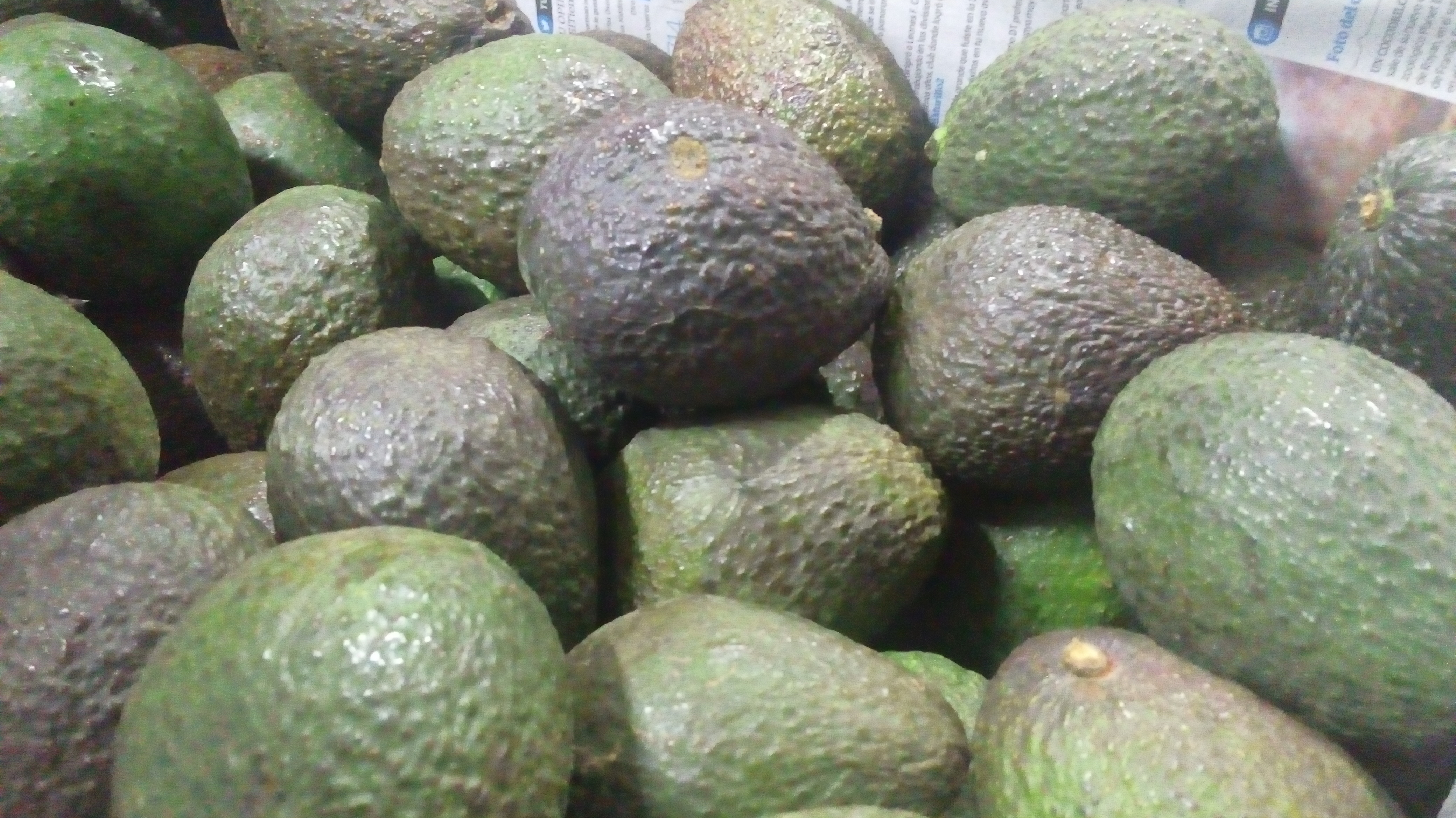 Aguacate