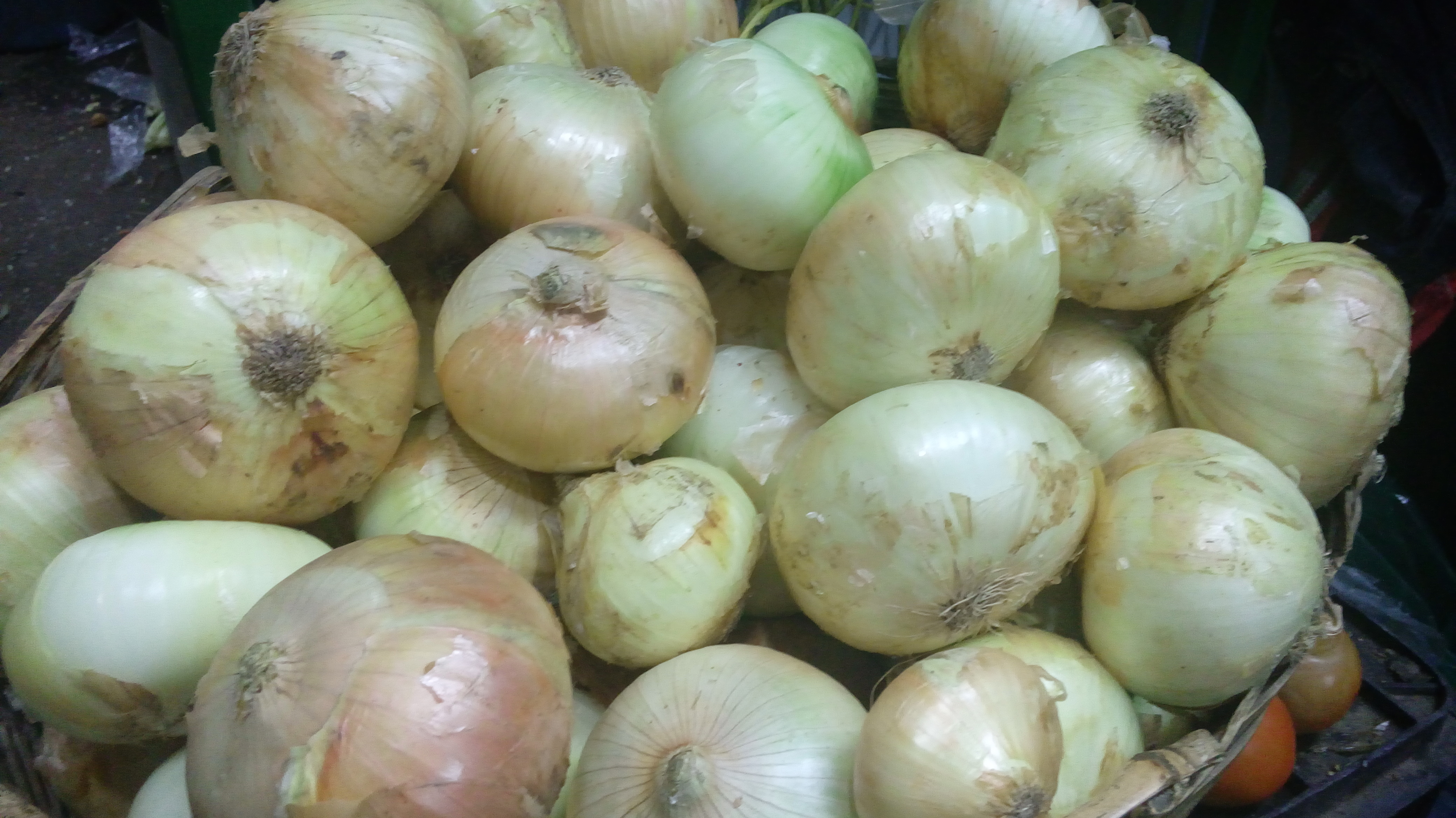 Cebolla cabezona