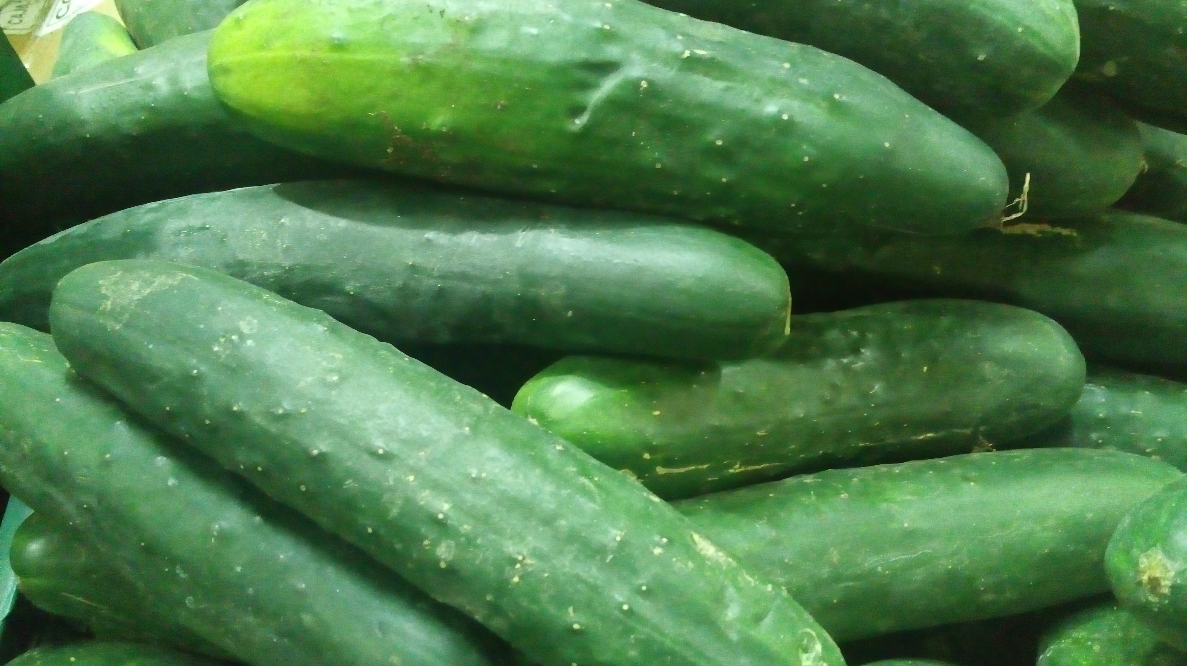Pepino cohombro