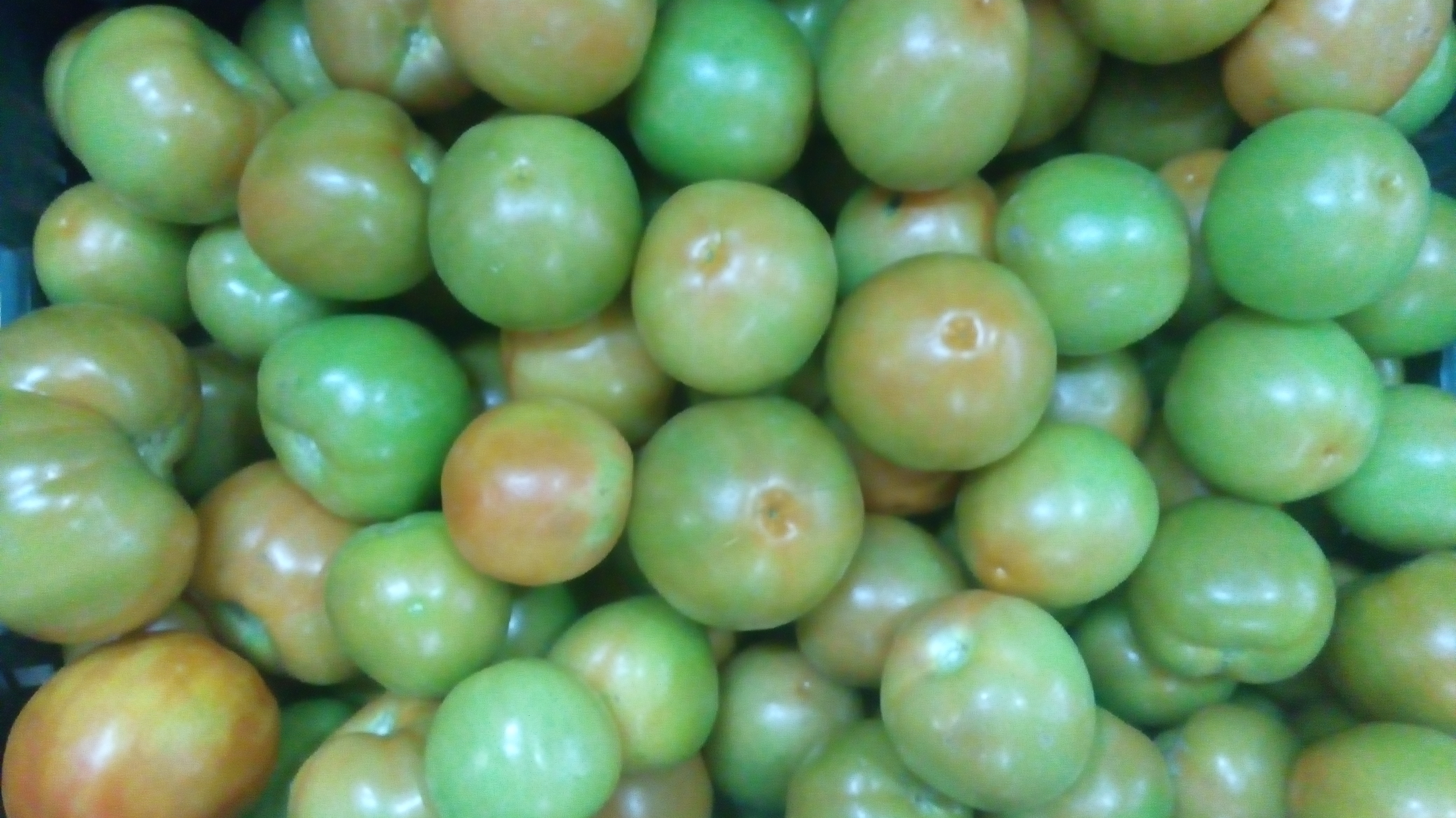 Tomate verde