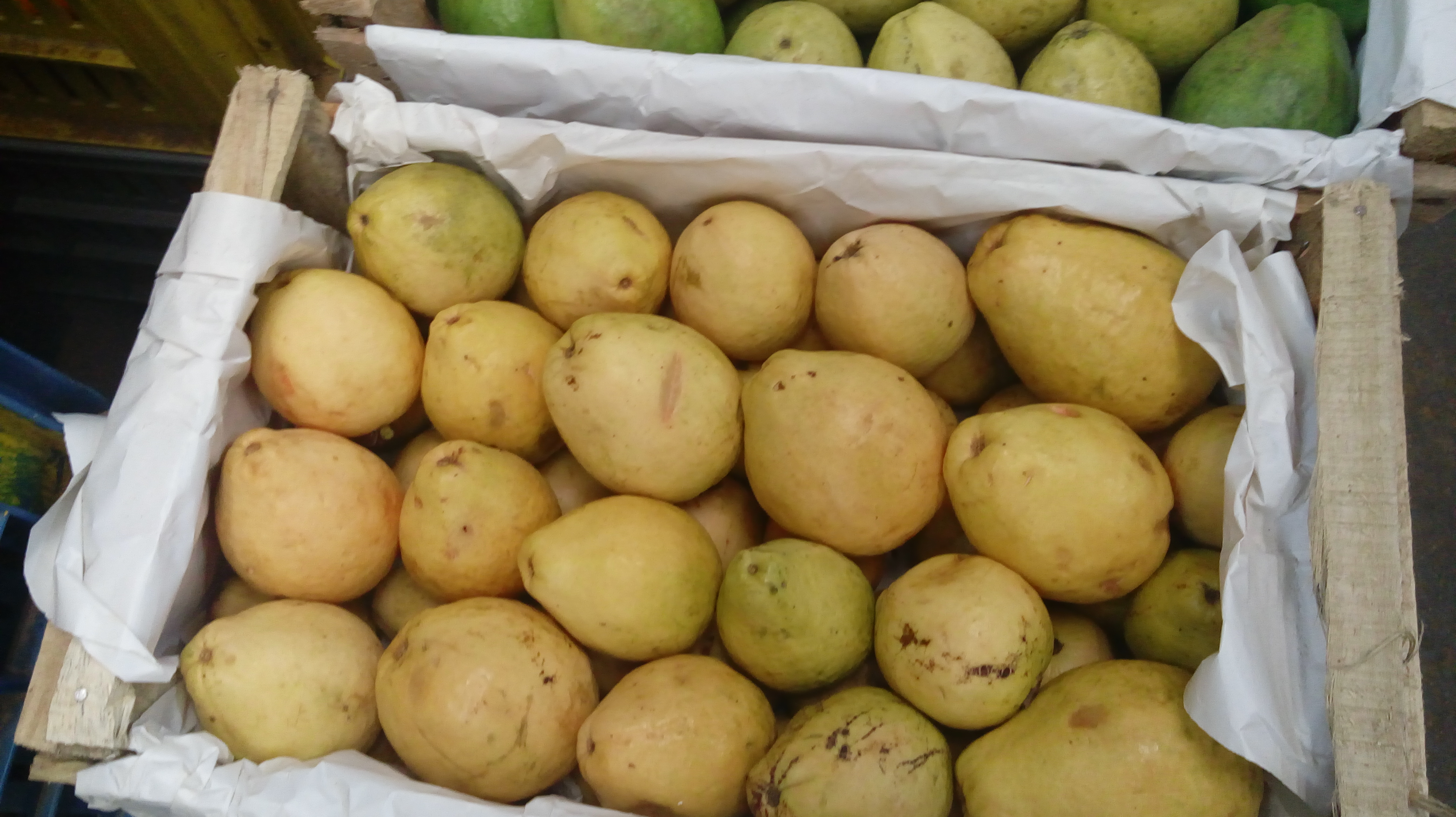 Guayaba