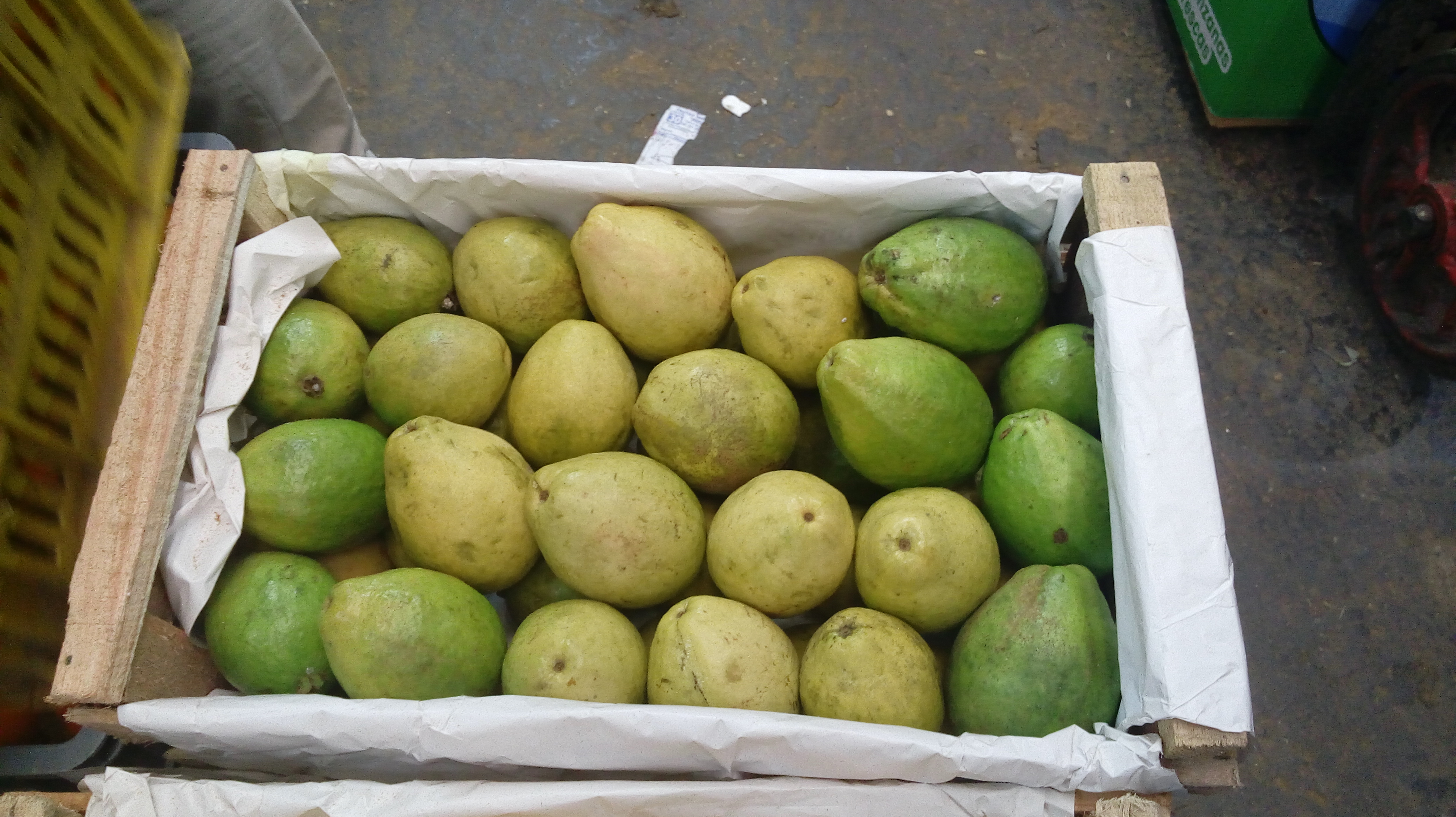 Guayaba