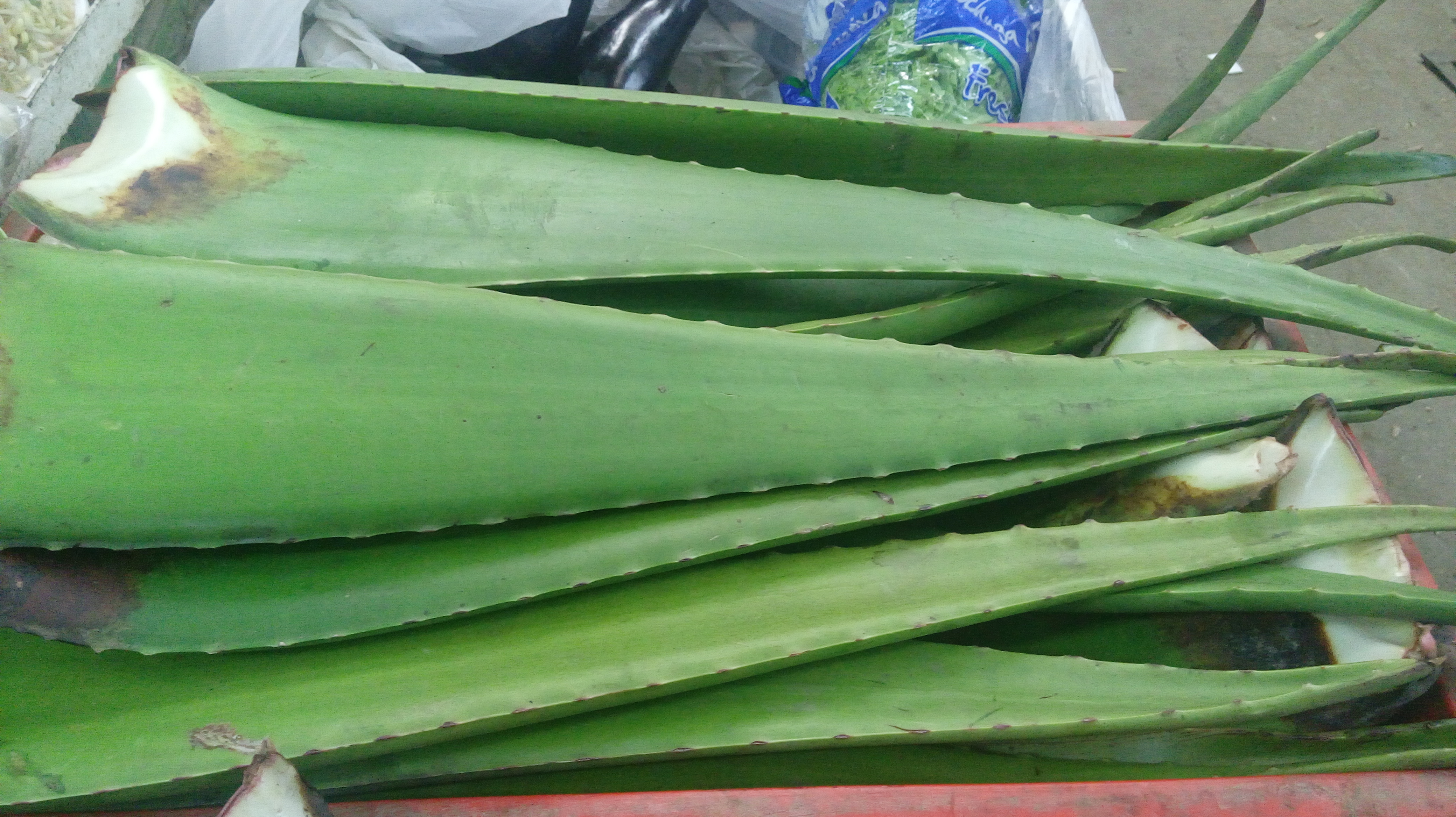 Pencas de alove o savilla