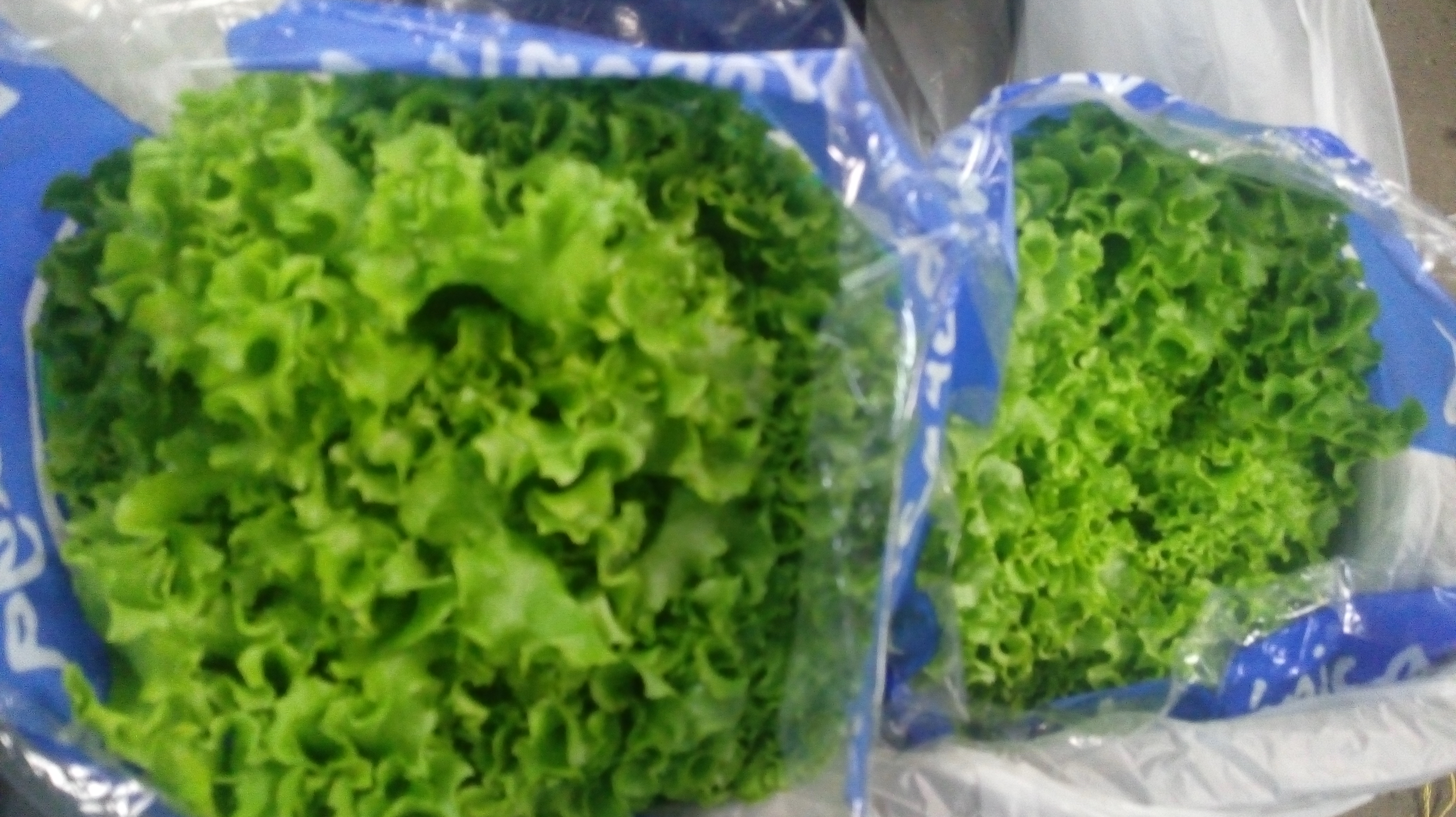 Lechuga crespo