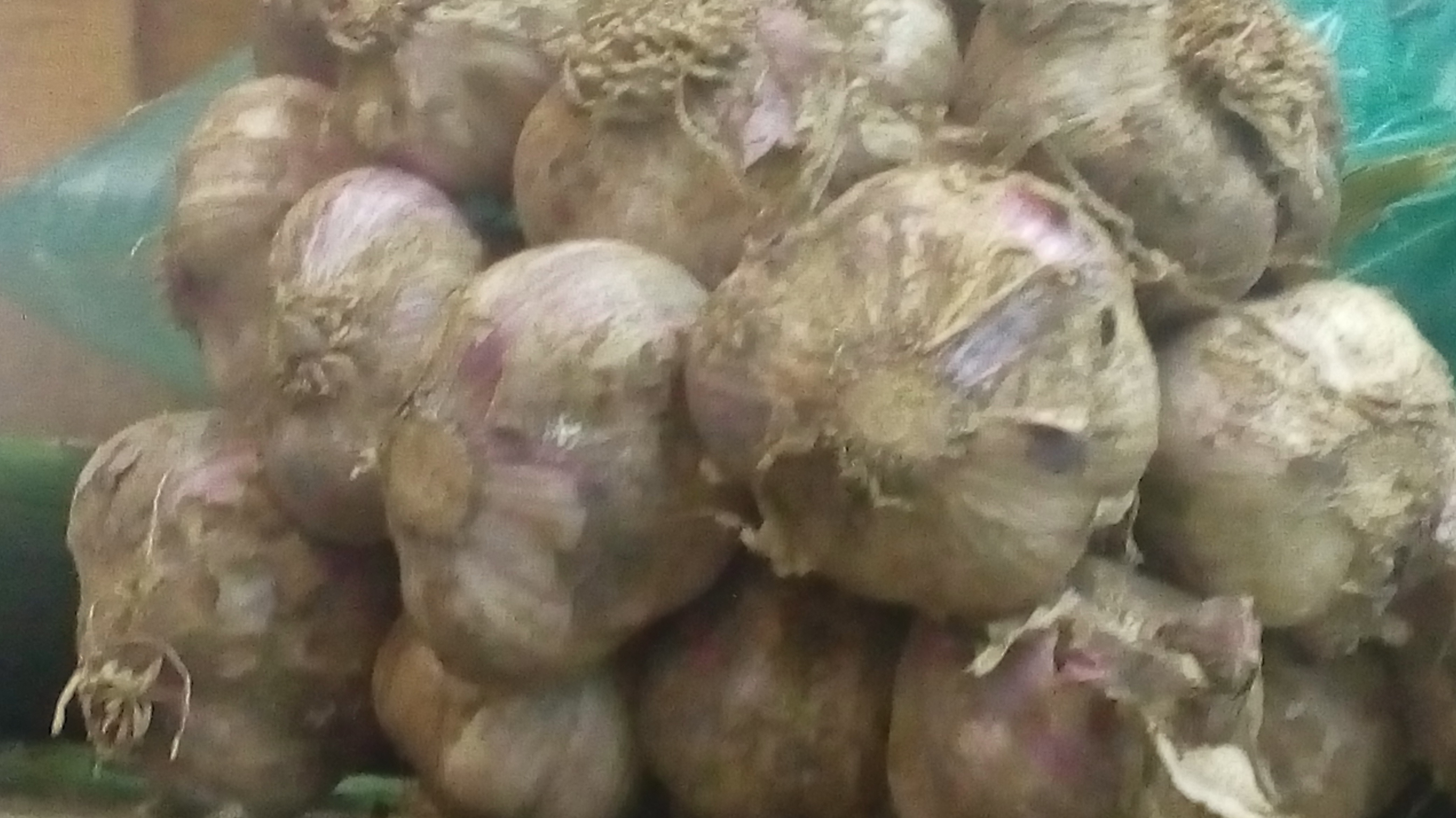Ajo