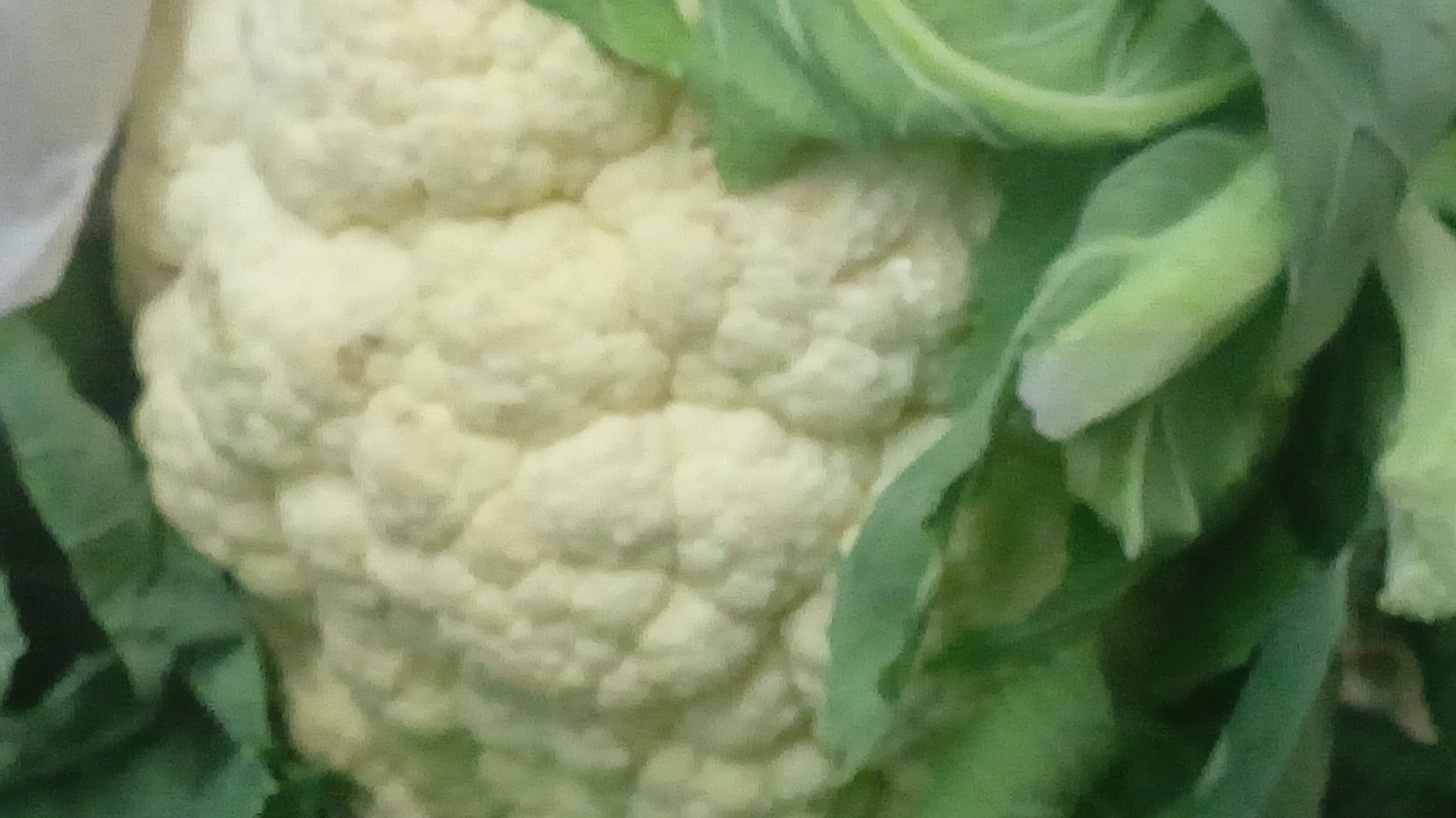 Coliflor