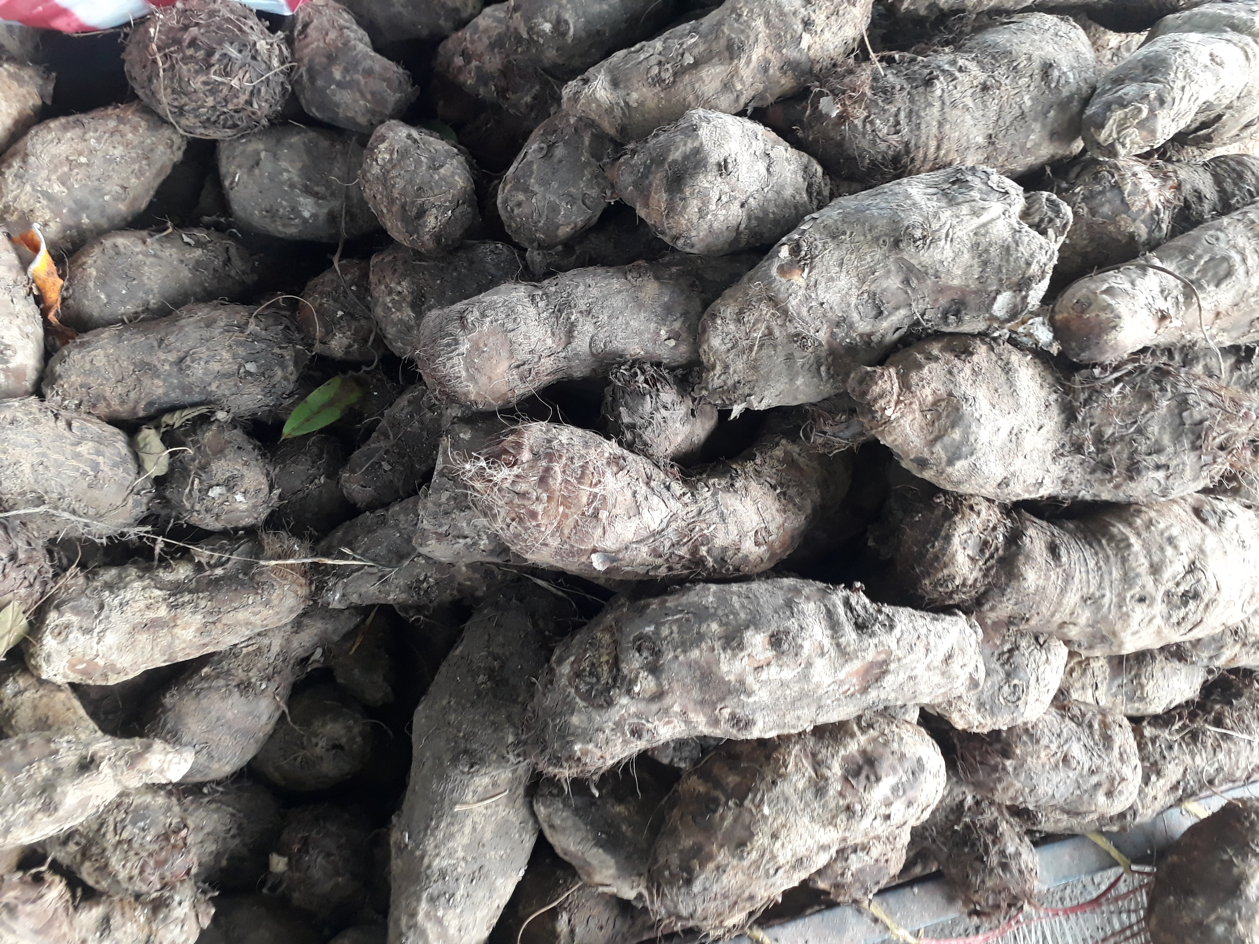 Malanga