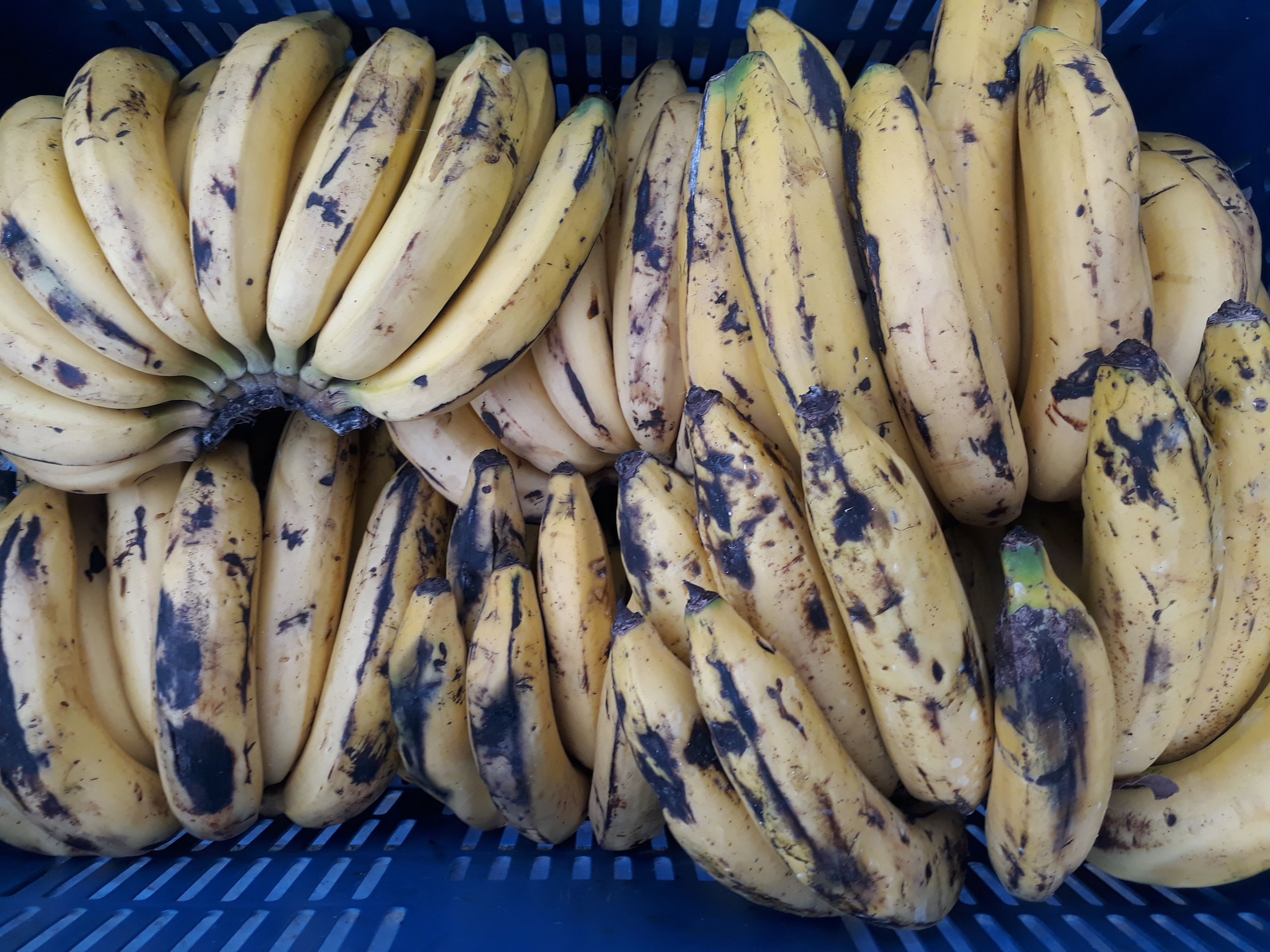 Banano maduro