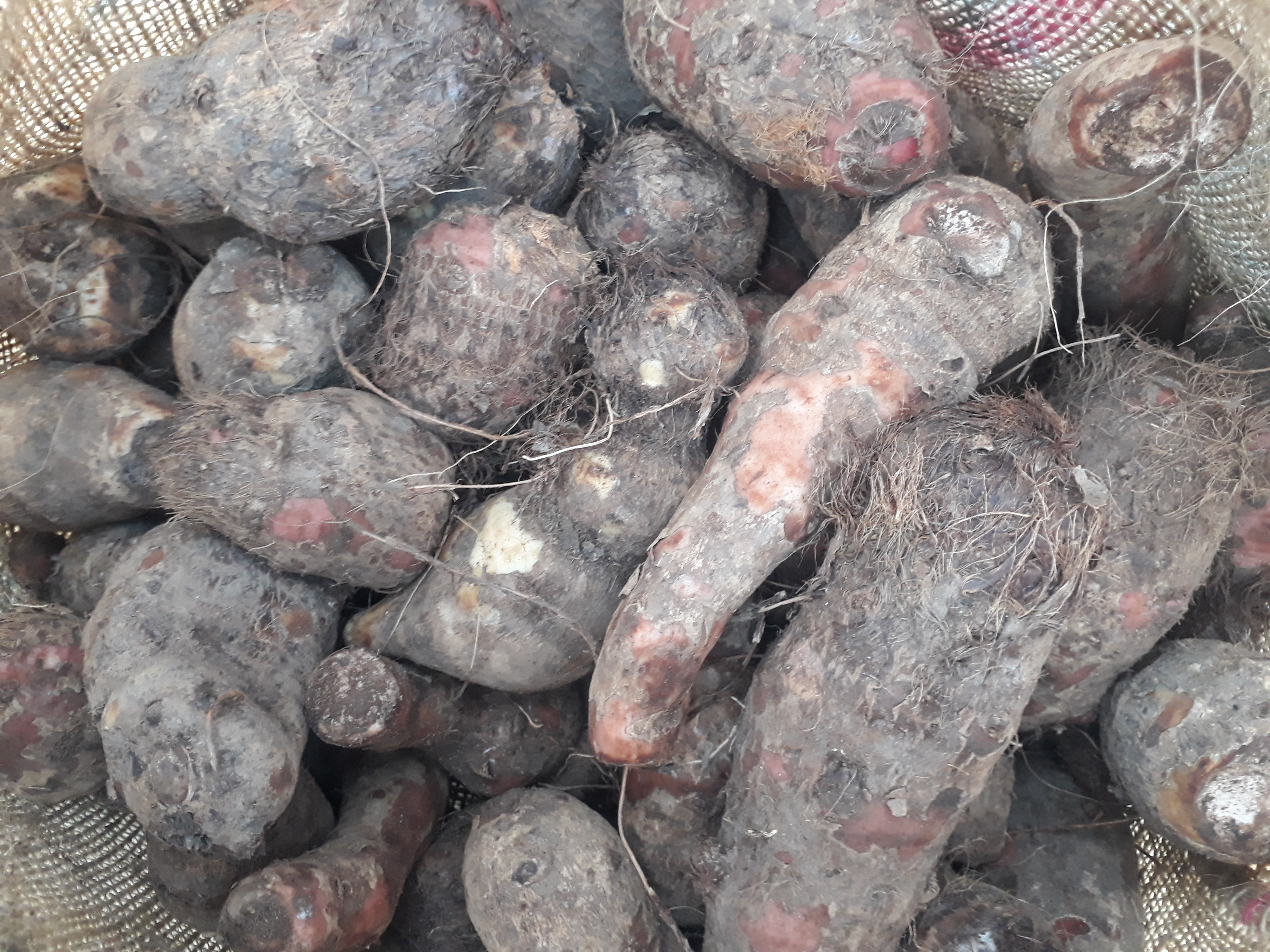 Malanga