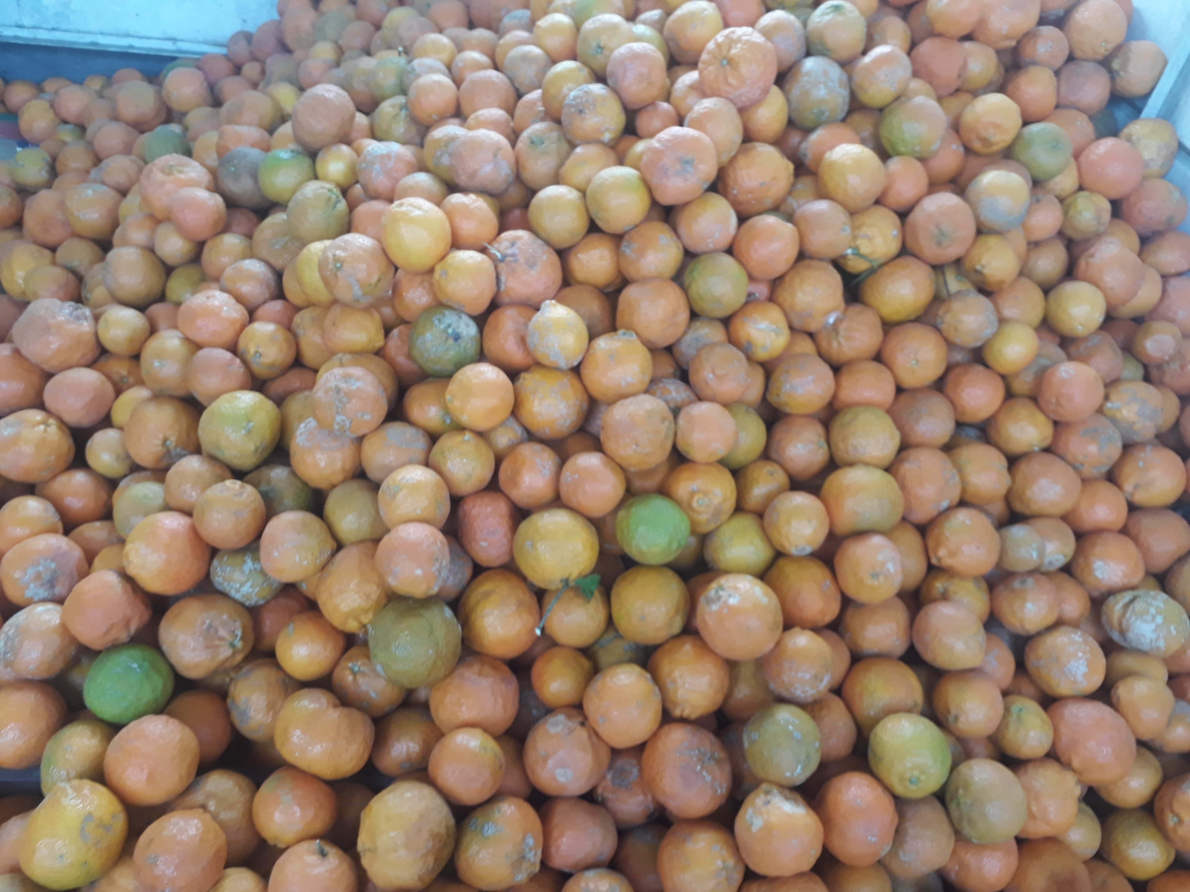 Mandarina