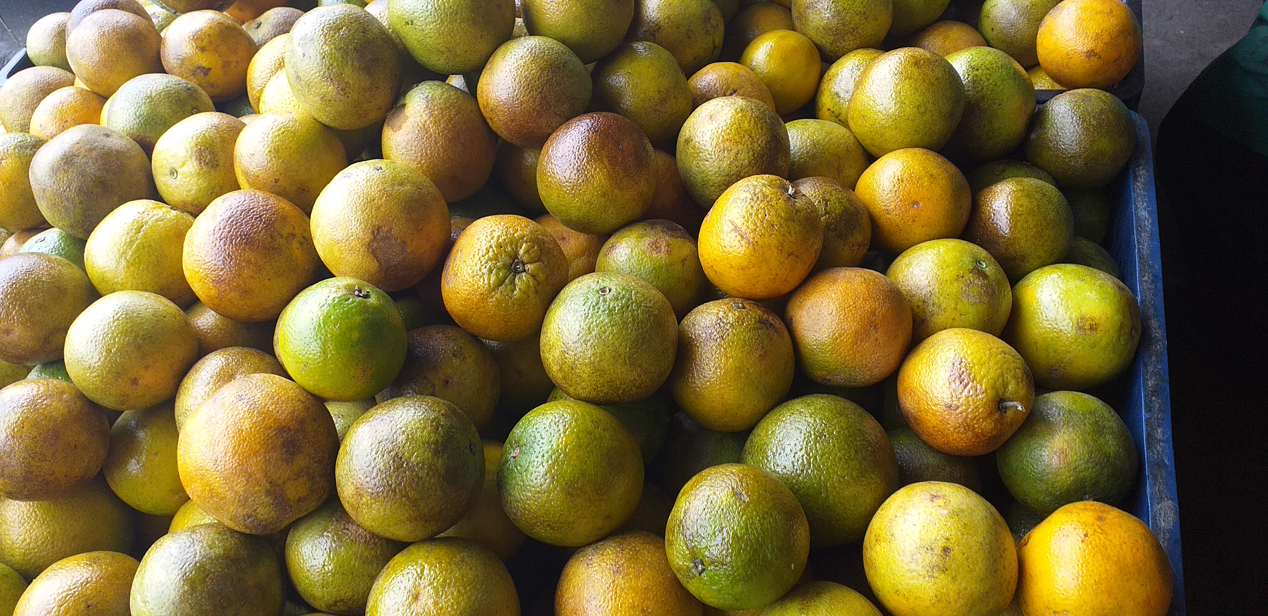 Naranja de 2da