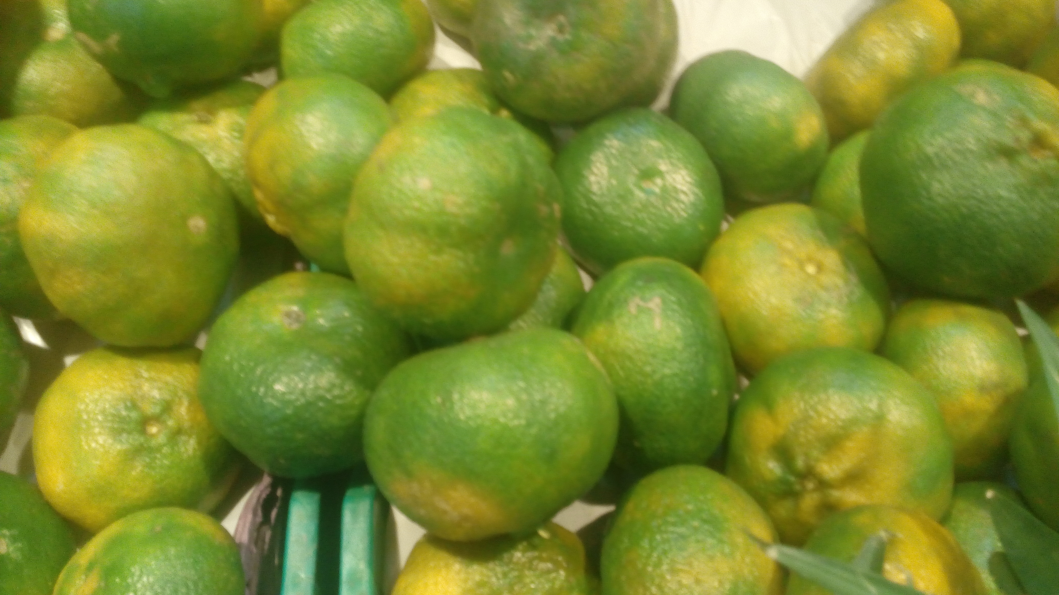 Mandarina