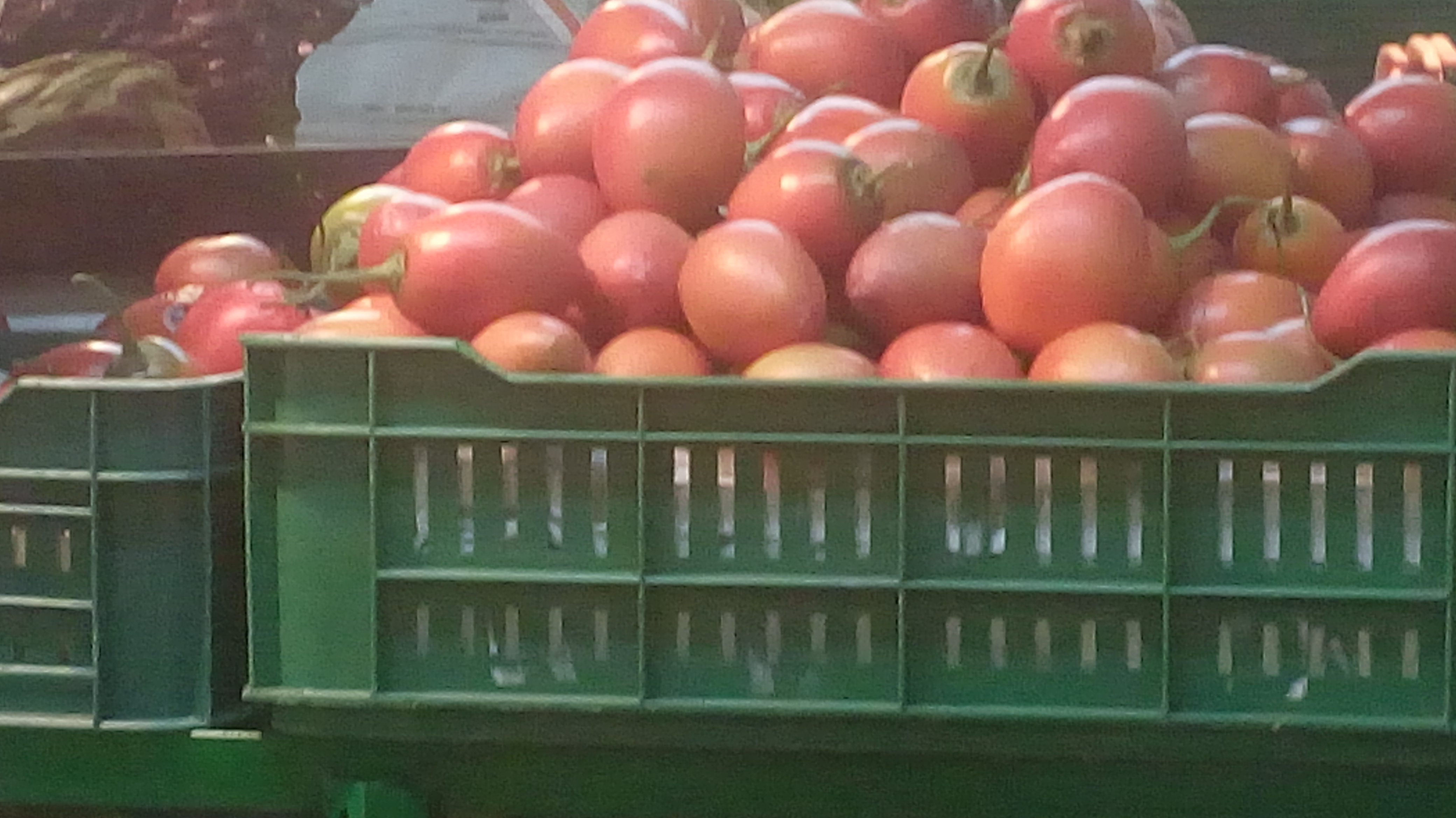 Tomate de arbol